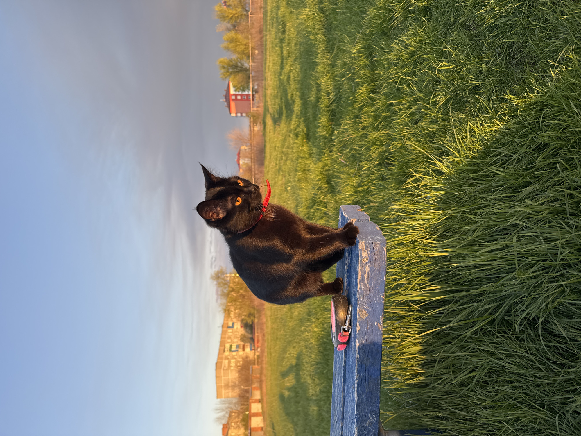 The image features a black cat with vivid orange eyes and a red collar/harness, perched on top of the backrest of a weathered blue wooden bench. The cat is looking intently upwards and to the left, appearing alert and curious. A pink retractable leash lies on the bench next to the cat, indicating it is on an outdoor excursion.
The setting is a spacious outdoor area, likely a park or field, with abundant green grass illuminated by warm, directional light, suggesting late afternoon or early evening (golden hour). Long shadows are cast across the grass. In the mid-ground, behind the grassy expanse, several buildings with reddish-brown roofs and bare trees are visible under a clear, light blue sky. No specific location cues are identifiable beyond an open, possibly urban fringe, landscape. There is no visible text in the media file.
