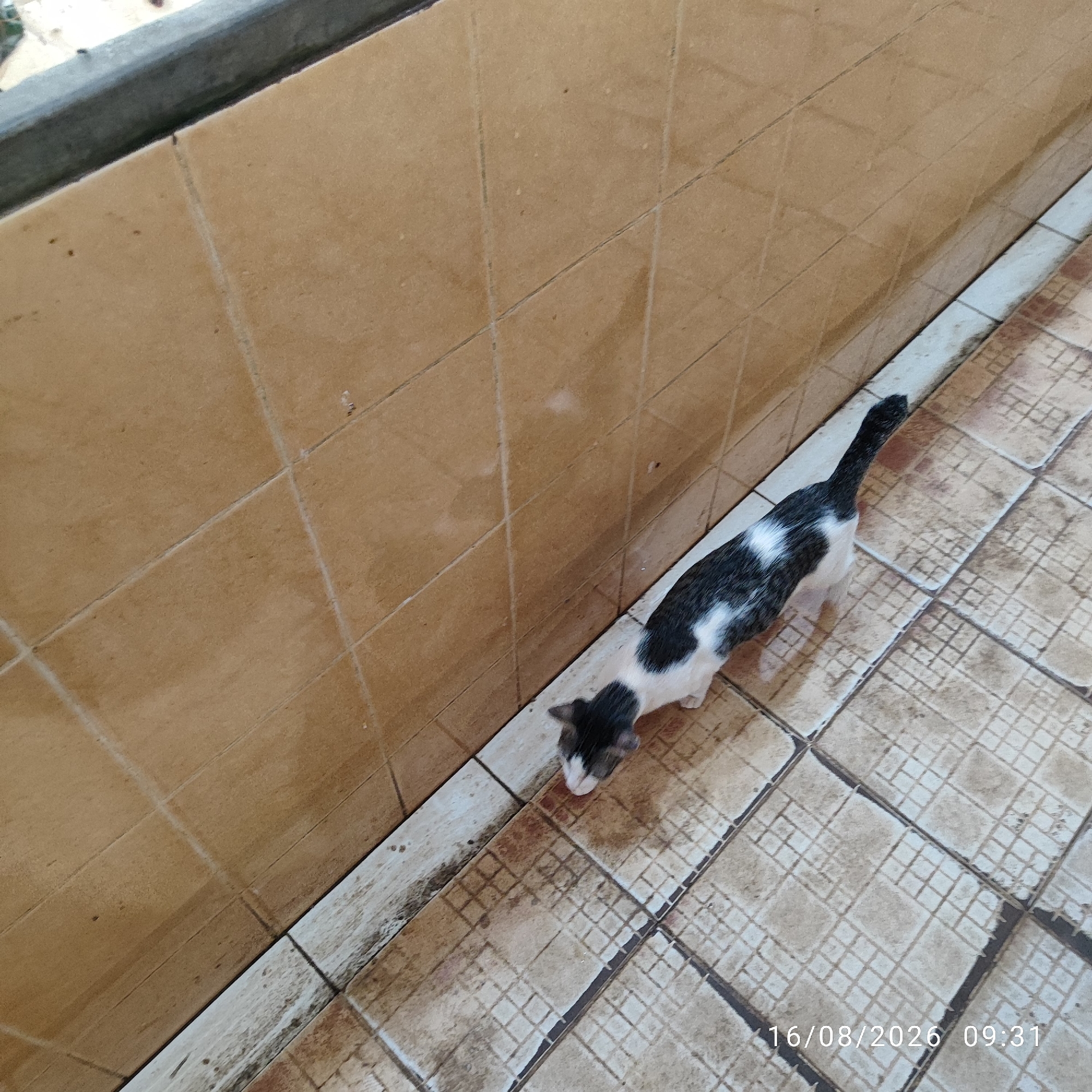 An overhead shot shows a black and white cat with a slender body walking on a tiled floor. The cat has black markings on its head, back, and tail, with white patches on its chest and belly. The floor is made of rectangular tiles with a diamond pattern in the center. To the left of the cat is a wall tiled with square, tan-colored tiles. The scene is outdoors, possibly on a balcony or patio. The timestamp "16/08/2026 09:31" is visible in the bottom right corner. The environment appears to be in Pembaharuan, Indonesia, though specific details of the location within the city are not provided by the image itself.