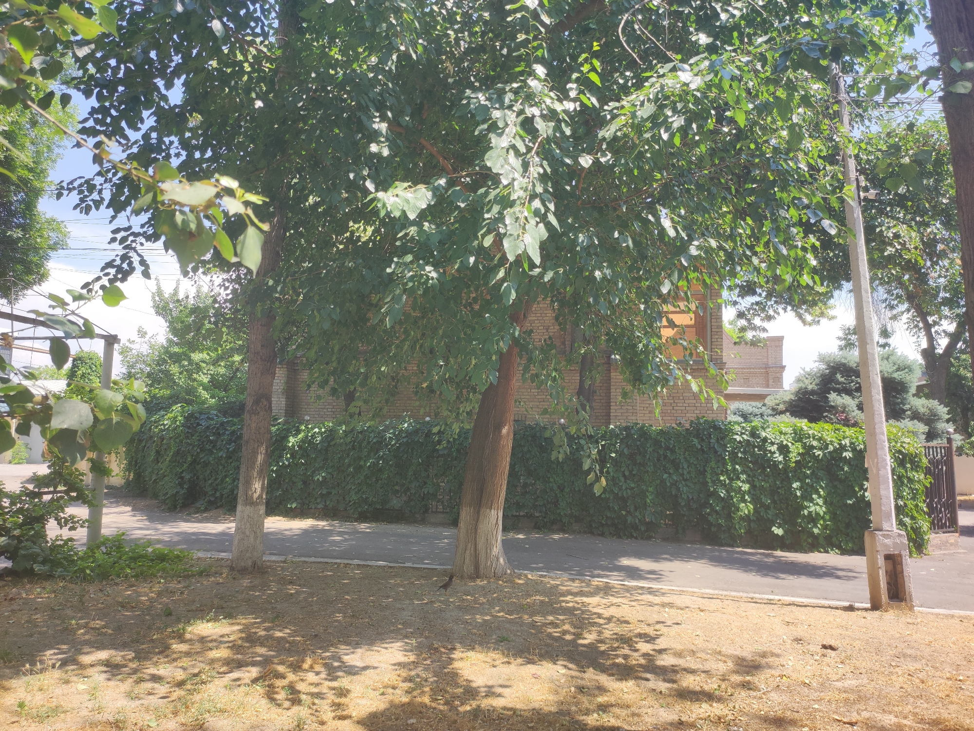 The image depicts a sun-drenched street scene, likely in Tashkent, Uzbekistan, characterized by lush green foliage and a brick building. In the foreground, dry, sparse grass with scattered shadows from overhead trees covers the ground. Two trees with whitewashed trunks stand prominently, their branches laden with dense green leaves that create a dappled sunlight effect. A narrow paved walkway runs parallel to a thick, verdant hedge that forms a natural barrier. Behind the hedge, a portion of a two-story brick building with arched window openings is visible. A concrete utility pole stands to the right of the hedge, featuring a visible camera. The scene is bathed in bright daylight, suggesting a warm, clear day. The presence of a bird near the base of one of the trees adds a touch of wildlife to the urban setting.