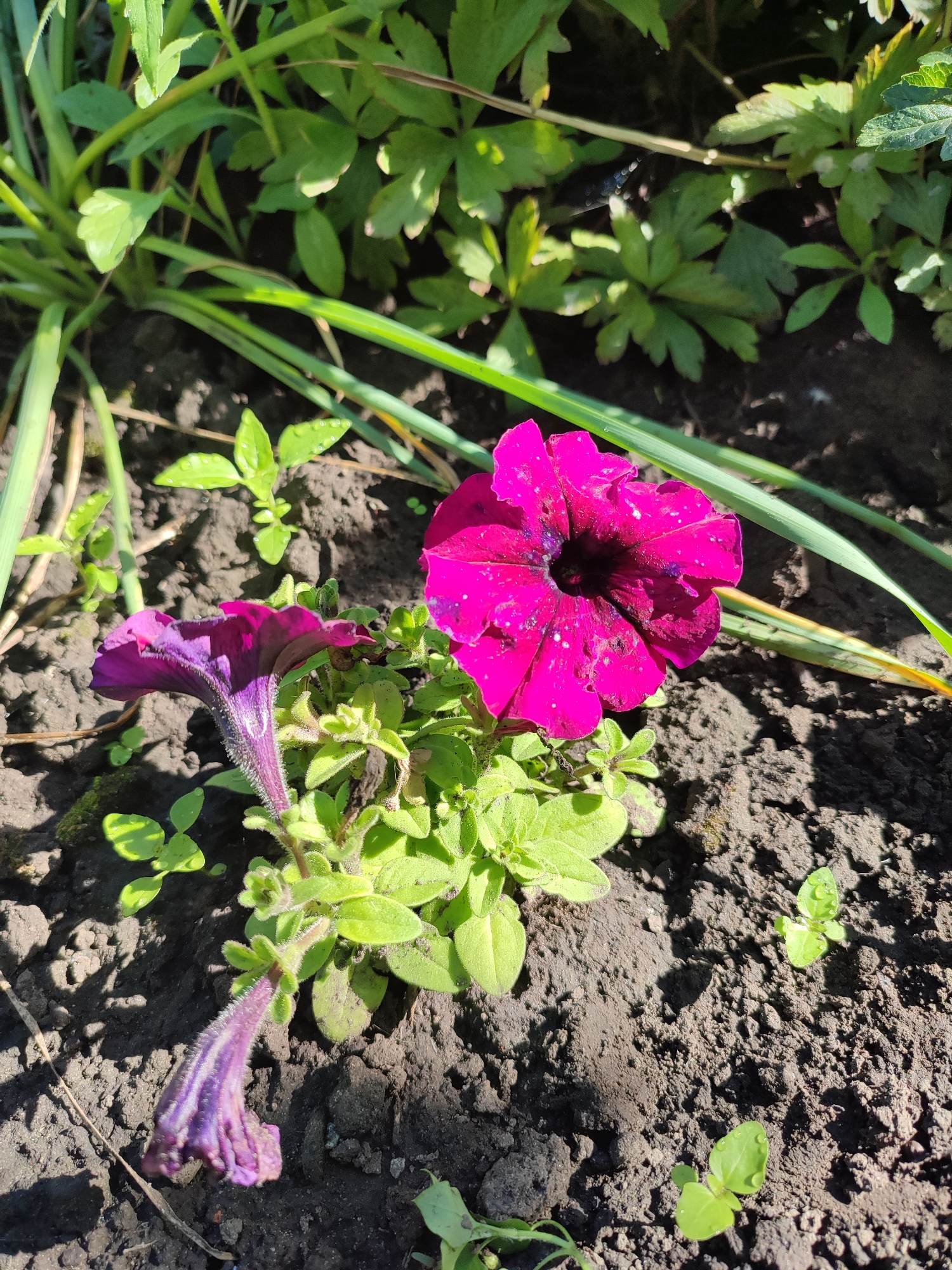 The image shows a close-up of two petunia flowers in dark soil, with green foliage in the background. One flower is a vibrant magenta, facing the viewer, with visible water droplets on its petals. The other flower is a deep purple and appears to be wilting, with its stem bent downwards. Small green seedlings are scattered in the soil around the flowers. The scene is illuminated by sunlight, casting shadows on the ground. The location is the village of Shyshaky, Ukraine.