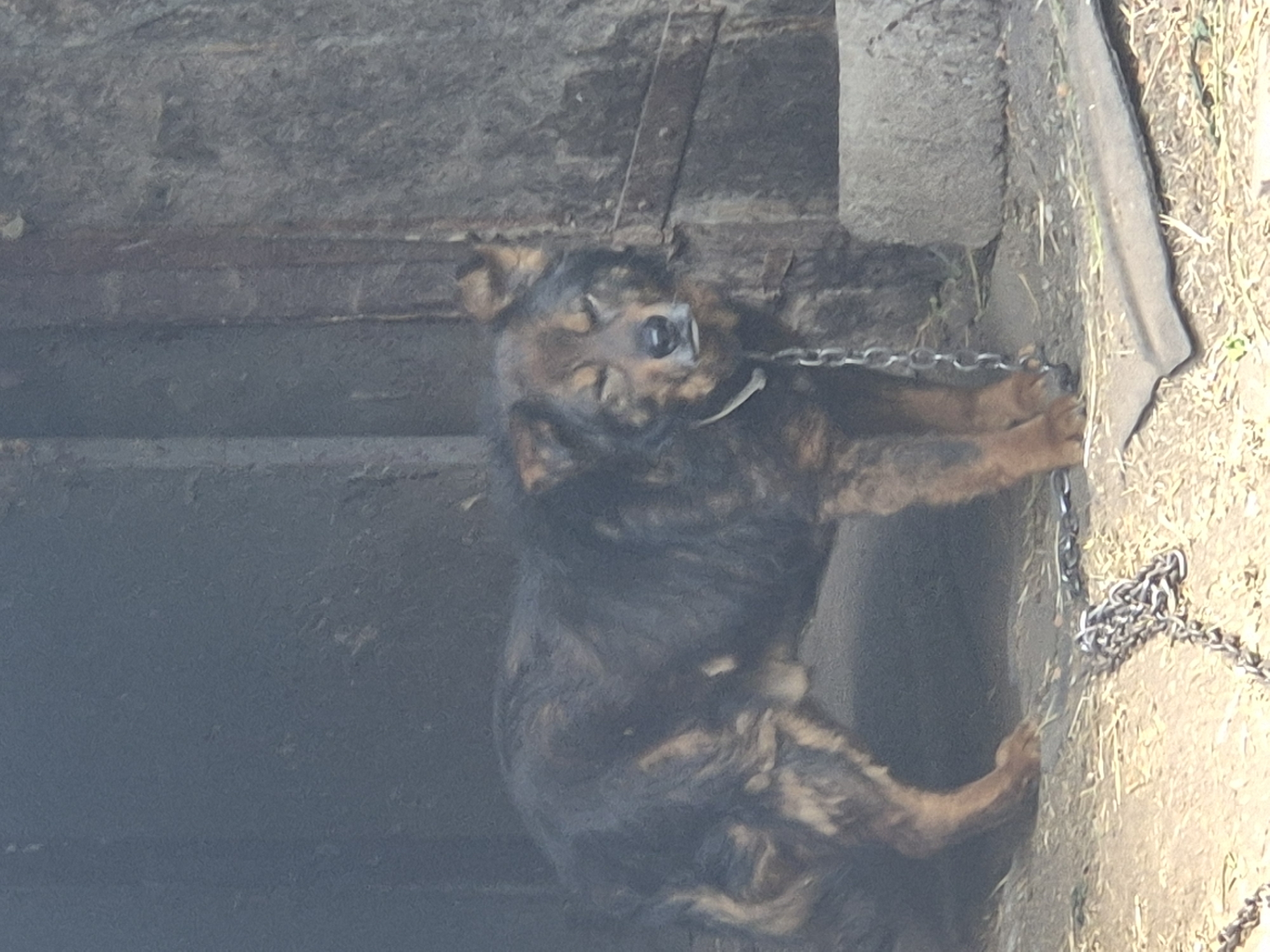 A medium-sized dog with dark brown and tan fur stands on a dirt ground next to a weathered wooden structure. The dog is on a metal chain collar and leash, with its eyes partially closed and its head lowered. The background is dark and appears to be an entrance to a shed or building. The lighting is dim, suggesting it is outdoors during the day. The dog's fur is shaggy, and its expression could be interpreted as tired or content. The environment appears rustic and possibly rural. The location is identified as Sozonivka, Ukraine.