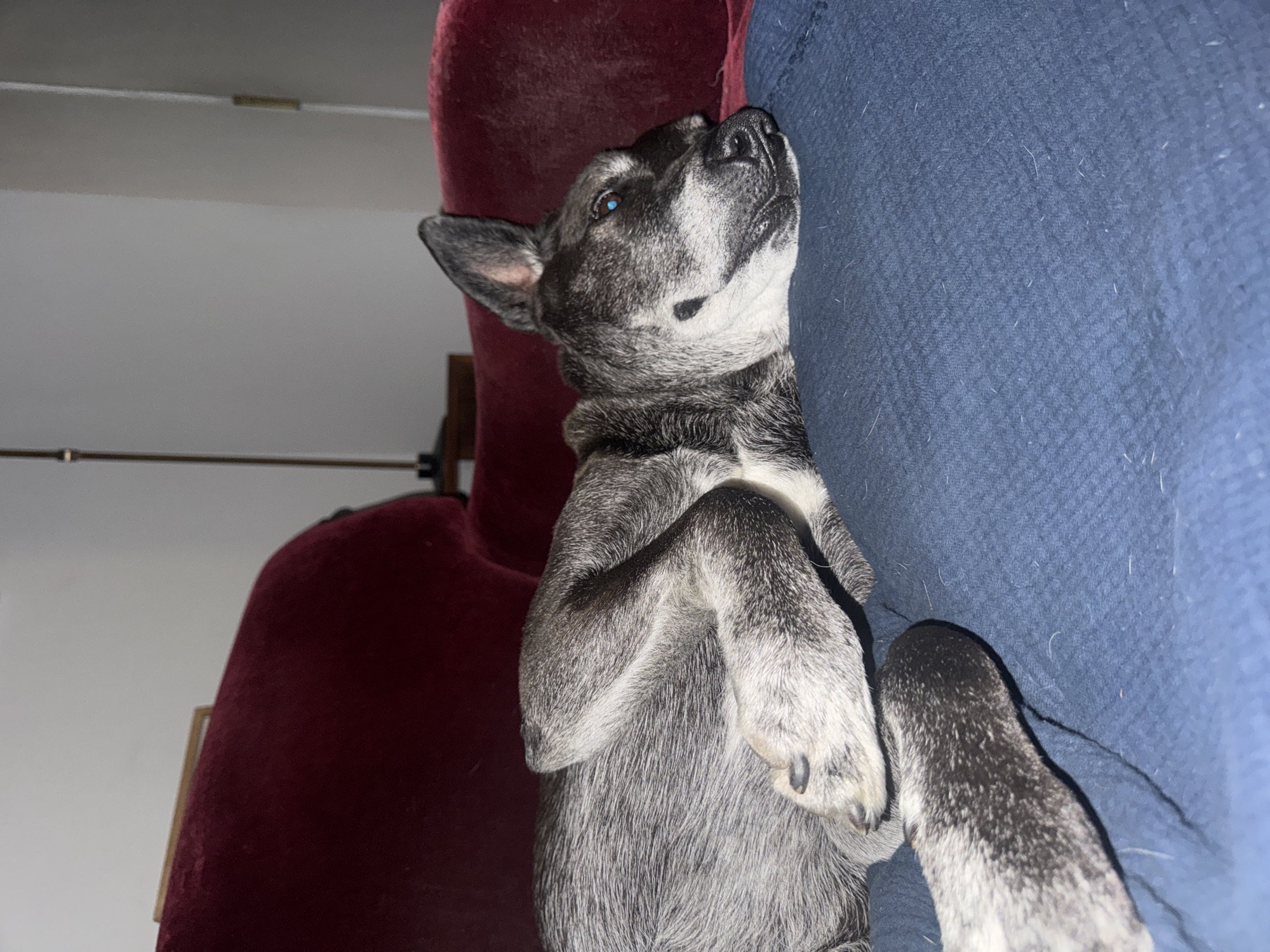 A gray-and-white dog is lying on a blue cushion, resting its head and front paws on the cushion. The dog is in a relaxed pose, looking up. Behind the blue cushion is a burgundy-colored cushioned object. The image appears to be indoors. There is no information in the image that would indicate the location in the city of New York, United States of America.