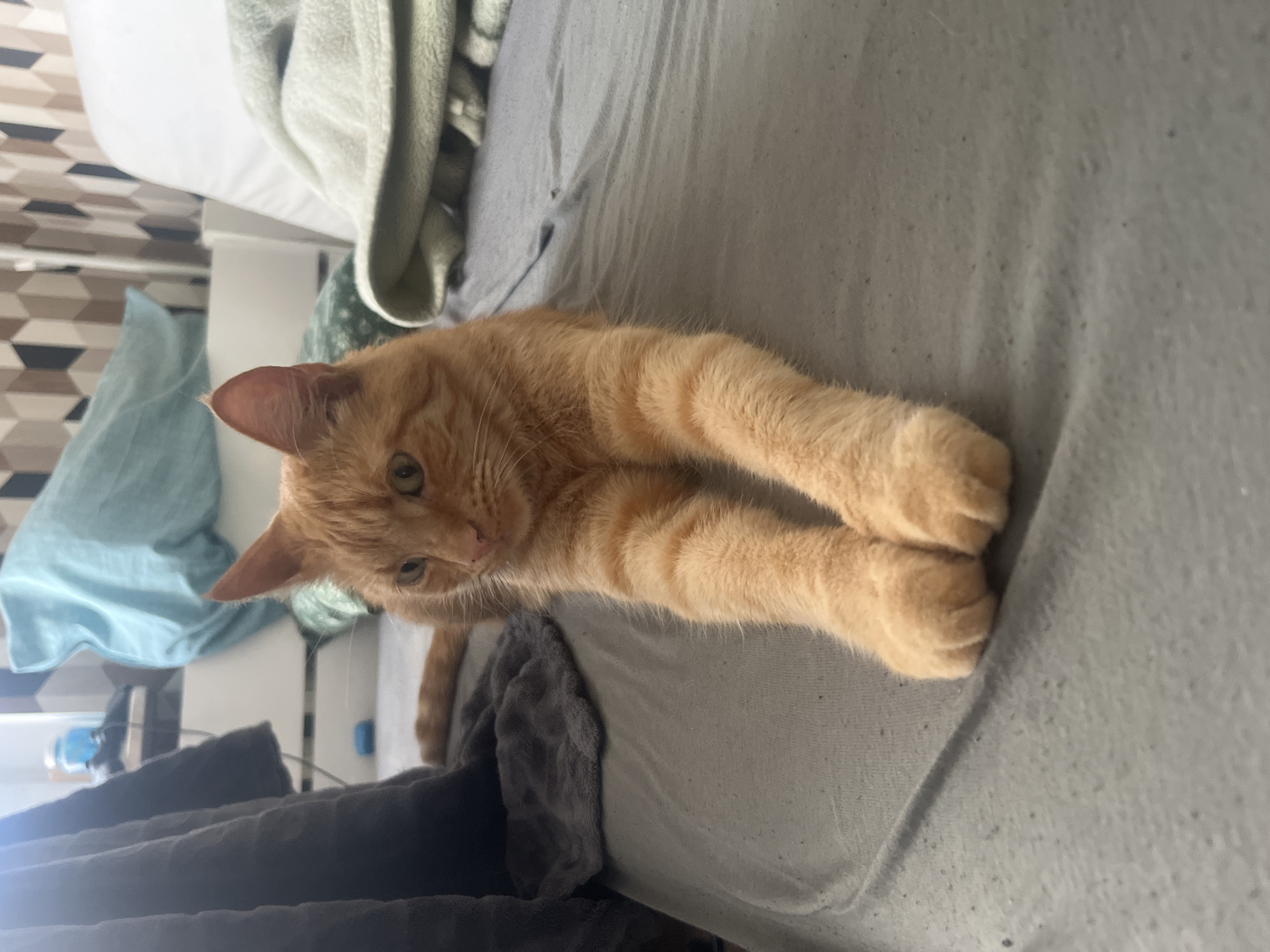 An orange tabby cat is lying on a gray bedspread, with its front paws extended. The cat is facing the camera with its head slightly tilted. The background shows a bedroom setting with a white headboard, blankets, and patterned wallpaper. There is no indication of the city of Zabrze, Poland in the image.