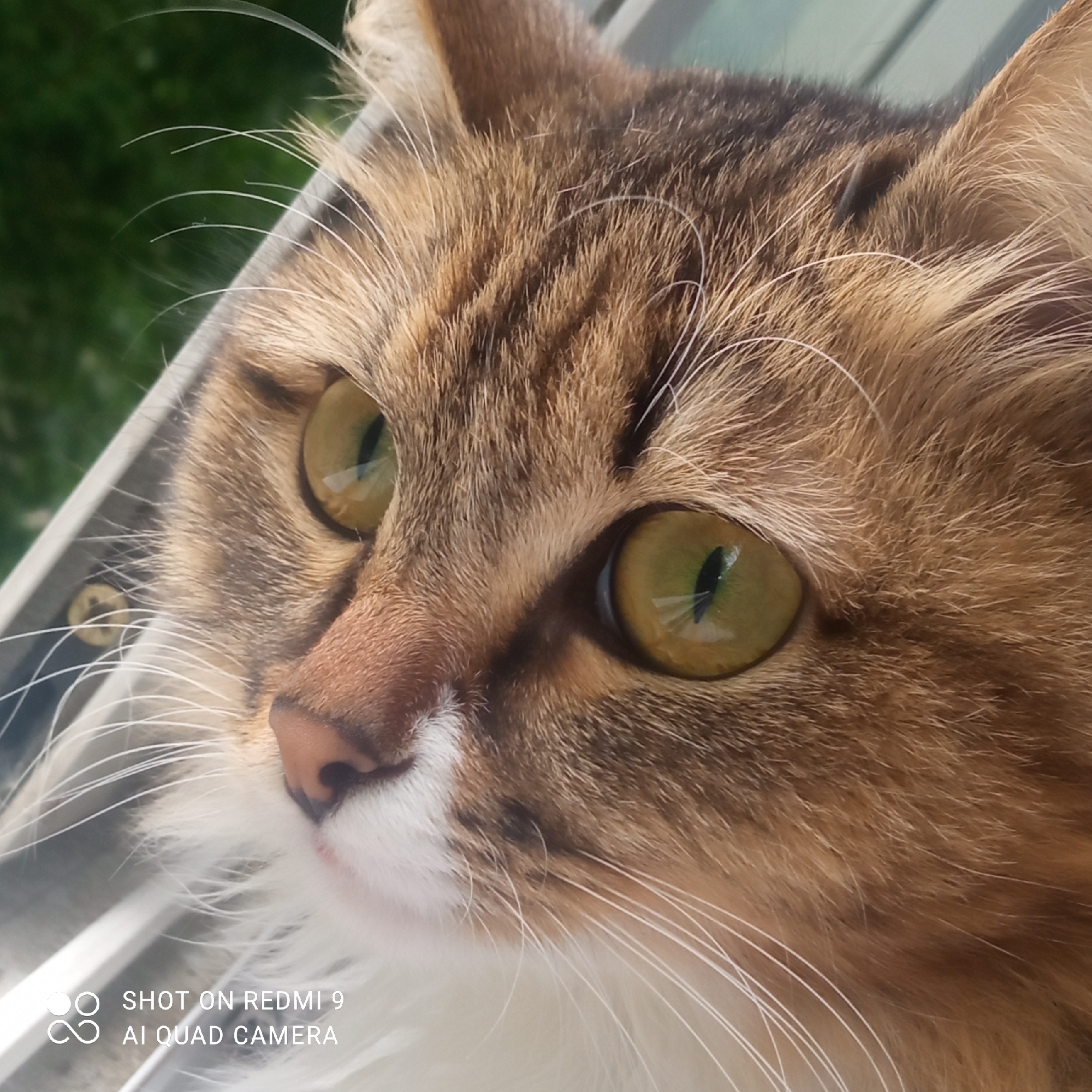 Close-up shot of a cat's face with green-yellow eyes. The cat has brown and white fur and is looking off to the side. The location is potentially in Chaikovsky, Russia. The background is blurred, suggesting a shallow depth of field. The text "SHOT ON REDMI 9 AI QUAD CAMERA" is visible in the lower-left corner.