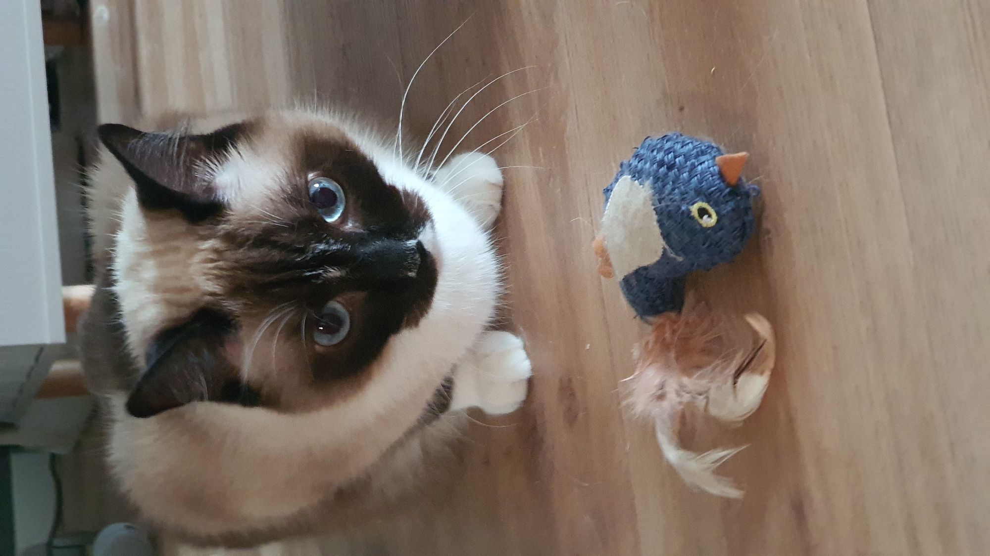 A Siamese cat with blue eyes is looking at the camera while sitting on a wooden floor. In front of the cat are two cat toys: a feather toy and a small blue bird-shaped toy. The cat's body is partially visible, and its paws are on the floor. The background shows a hint of furniture. There is no information in the image to suggest its location in Krasnoyarsk, Russia.