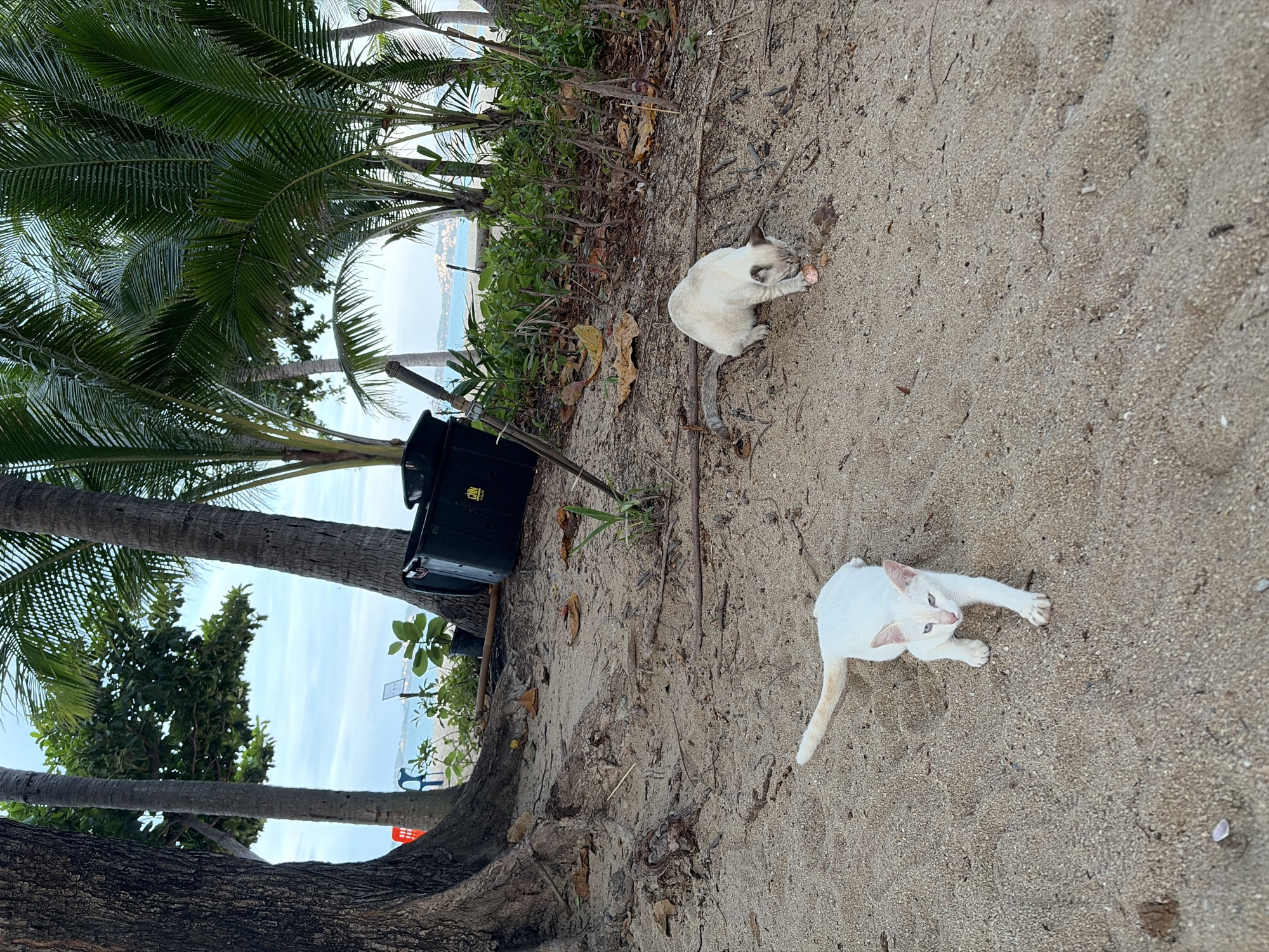 A serene beach scene unfolds on Ko Samui District, Thailand, bathed in the soft light of an overcast day. Two domestic cats, both in good health and with clean fur, are the subjects of this naturalistic portrayal. The first, a white cat with striking blue eyes, is captured in a playful stretch, its body extended towards the foreground, on the sandy beach. The second, a light grey and white cat with Siamese markings, is engrossed in a meal of what appears to be raw meat, its head lowered to the ground.
The environment is a typical tropical beach setting. Lush green palm trees, with their characteristic fronds, dominate the background, creating a verdant canopy that frames the horizon. Amidst the foliage, a dark green trash can with a white logo that reads "CNN" is visible, suggesting a public area or a resort. The beach is covered in fine, light-brown sand, interspersed with fallen leaves and twigs, remnants of the surrounding vegetation. The sea is calm, its blue waters stretching towards a hazy distant shore dotted with buildings, hinting at a coastal town or city. The sky is a muted grey, indicating a gentle, overcast day, typical of the tropical climate. The overall impression is one of tranquility and natural beauty, with the presence of the cats adding a touch of life and domesticity to the wild setting.