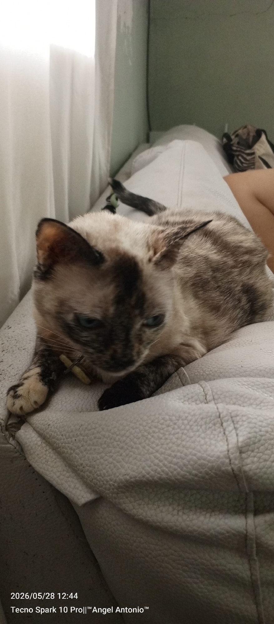 A Siamese cat is lying on a light-colored leather couch. The cat has blue eyes, a dark face, and light brown fur with darker stripes on its back. It is wearing a light-colored collar. Behind the cat, there is a person's leg and some luggage. A window with white curtains is visible in the background. The location is in Altagracia, Venezuela.