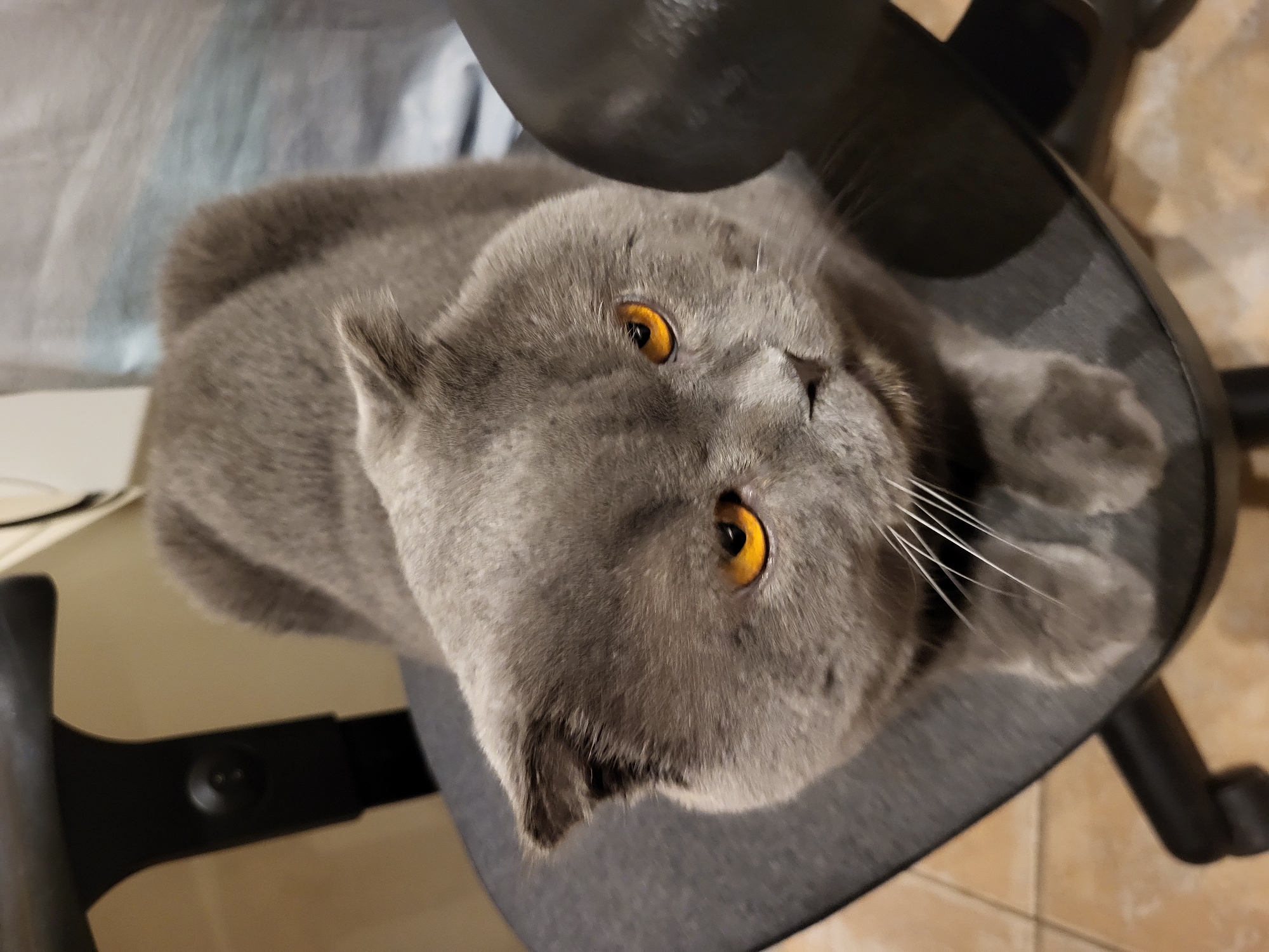 A British Shorthair cat with grey fur and striking orange eyes sits on a black office chair. The cat is facing forward and slightly to the right, with its body curled. Its ears are slightly flattened, characteristic of the breed. The background is blurred, showing a curtain and a wooden surface. The floor beneath the chair has a tiled pattern. The image was taken indoors in an unknown urban location.