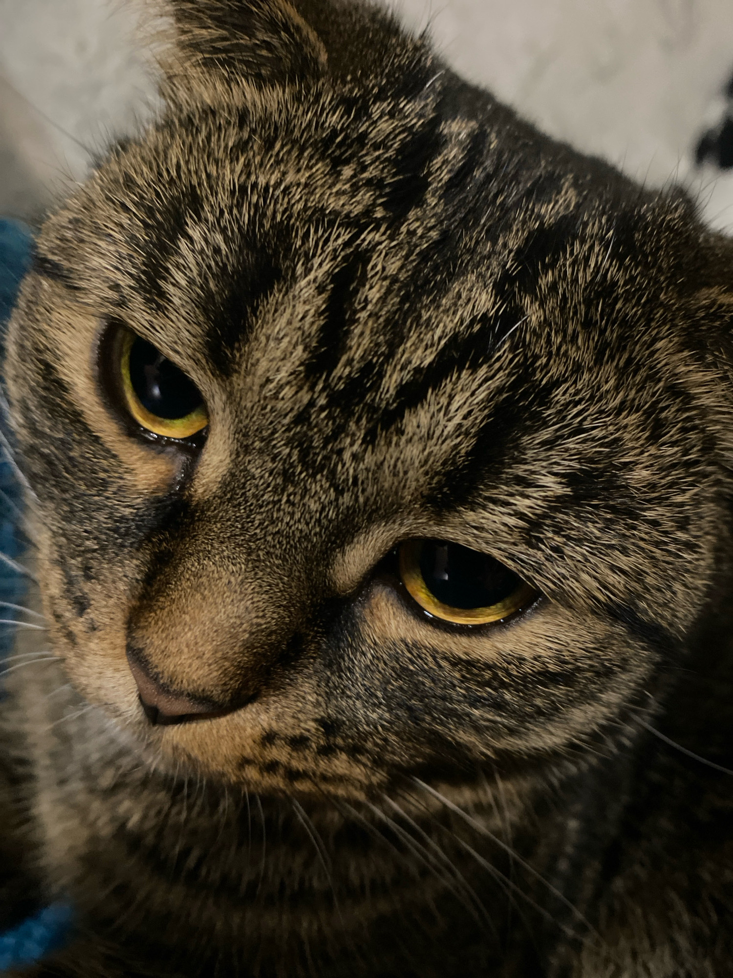 The image is a close-up shot of a tabby cat's face. The cat has yellow eyes with dark pupils and brown and black striped fur. The background is blurry and appears to be indoors. There is no indication of the city of Kostanay, Kazakhstan, in the image.