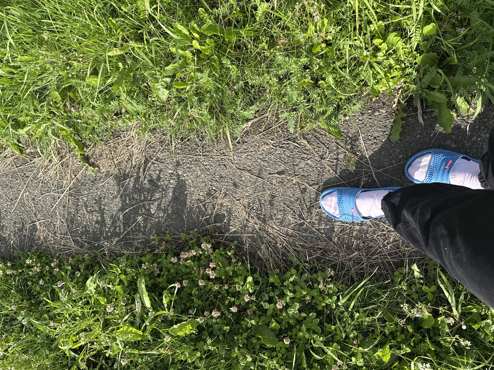 The image shows a pair of feet wearing blue slides and white socks, standing on a path. The path appears to be made of asphalt and is bordered by lush green grass and clover with small pink flowers. Sunlight casts shadows on the path, suggesting it is daytime. The overall scene is outdoors, likely in a natural or park-like setting. The perspective is from above, looking down at the feet and the surrounding environment. There are no visible people other than the feet shown. The image does not contain any discernible text.