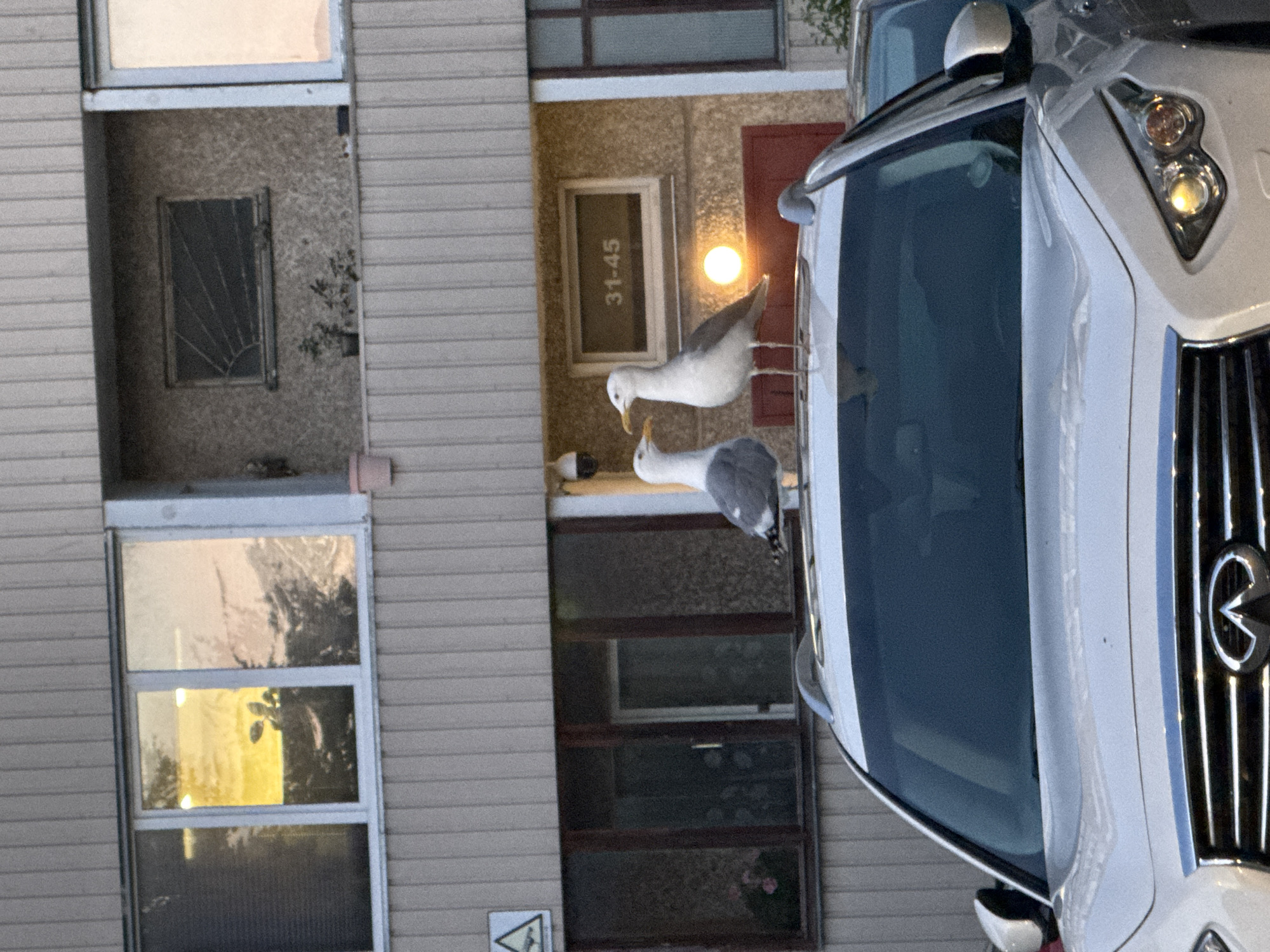 Two seagulls are perched on the roof of a silver car parked in front of a multi-story building. The building has several windows, some reflecting the sky and trees. One window has a sign with the numbers "31-45". A light fixture is visible below this window. The car is a modern sedan. The scene appears to be an urban environment. The style of the building suggests it could be in Tallinn, Estonia, possibly in a residential area constructed during the Soviet era, given the architectural features.