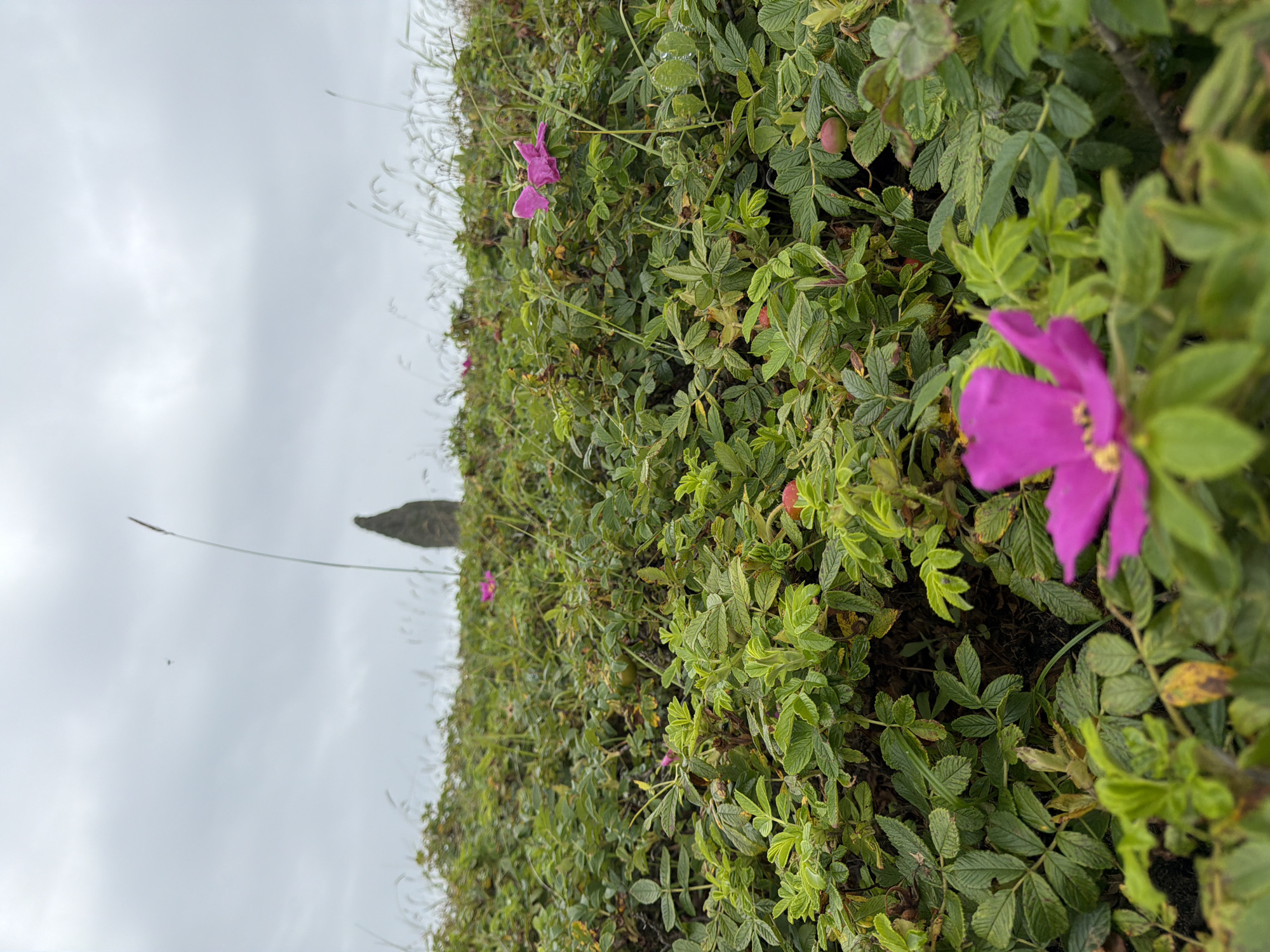 This image captures a natural scene with a focus on lush green foliage and a few vibrant pink flowers. The foreground is dominated by a dense covering of green leaves and stems, with a large pink flower in sharp focus at the bottom right, appearing slightly blurred due to its proximity to the lens. To the left and further back, other pink flowers and green leaves are visible, some in sharper focus than others, creating a layered effect. In the middle ground, a small, dark, pointed rock formation or monument stands prominently against the sky, surrounded by the greenery. The background consists of a cloudy, overcast sky. The scene appears to be outdoors, in a natural or semi-natural environment.