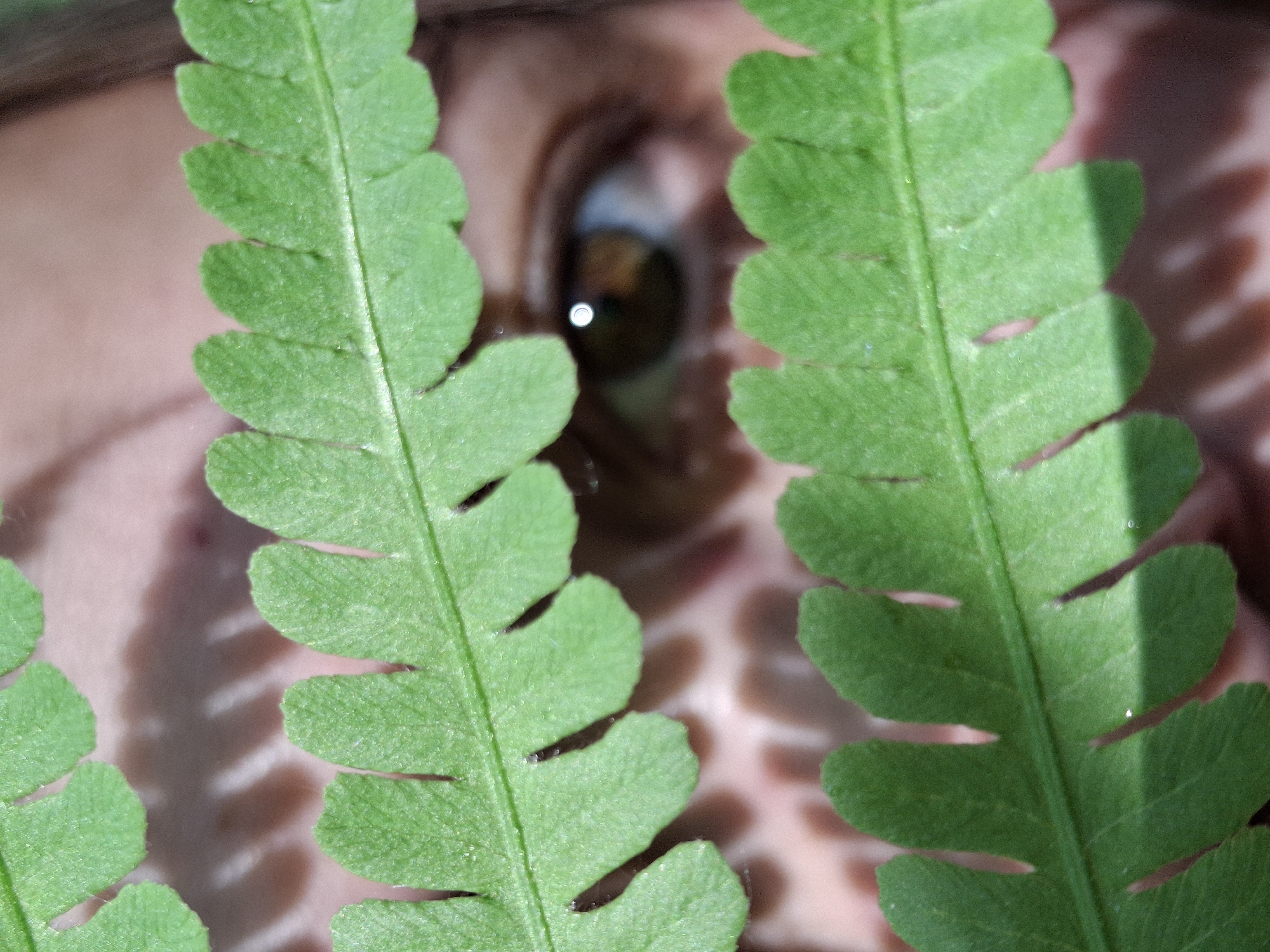 A close-up shot focuses on a human eye peeking through gaps between the fronds of a fern. The eye has a brown iris and a bright, white reflection. The skin around the eye is light-toned and slightly out of focus. The fern fronds are bright green with small, serrated leaflets. Shadows from the fern fall across the skin. The scene appears to be outdoors, possibly a garden or wooded area, but the specific location in Chaikovsky, Russia cannot be determined from the image.