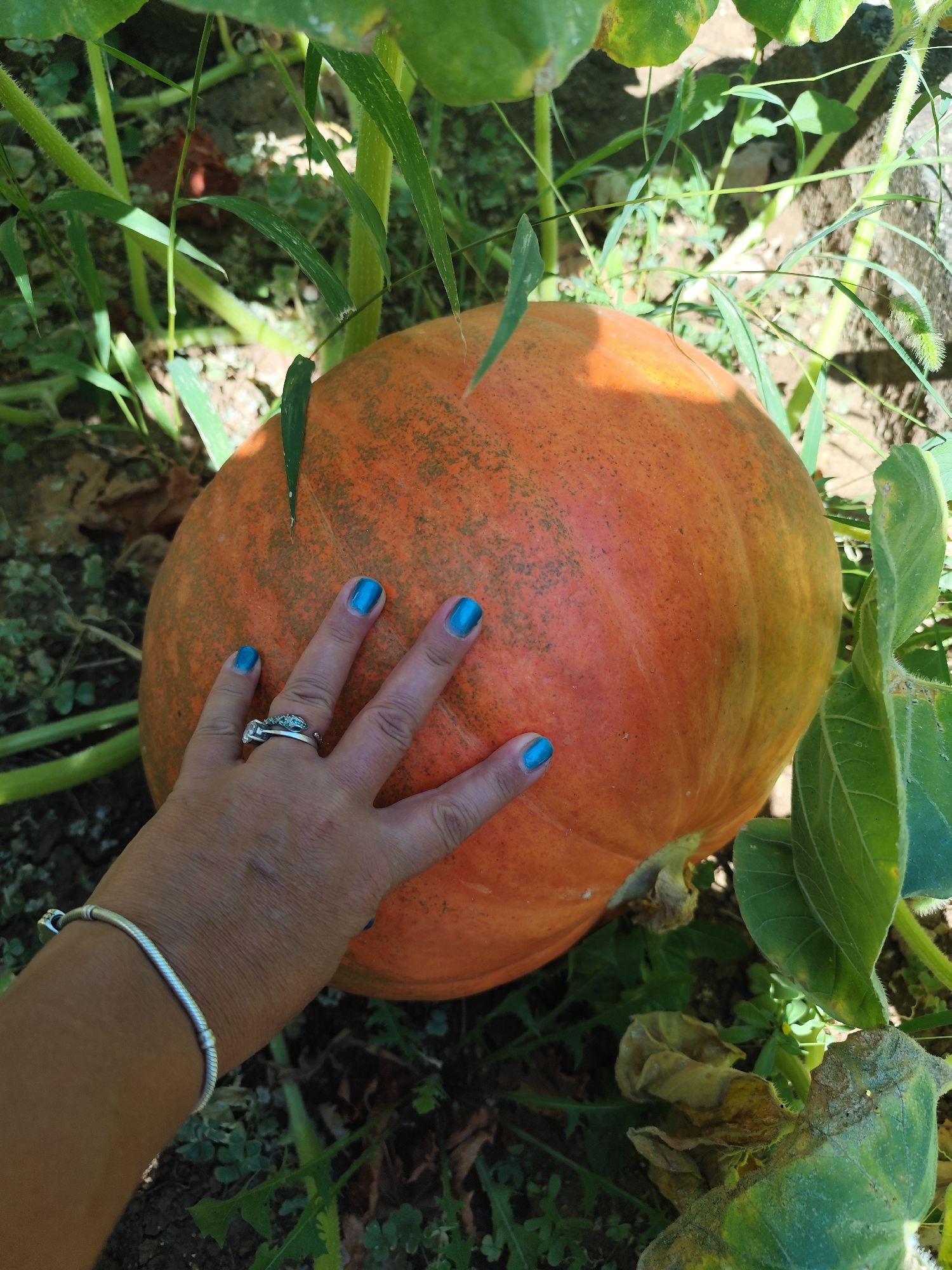 A close-up, overhead shot captures a large, round, orange pumpkin situated outdoors, surrounded by lush green foliage and vines. A woman's hand, adorned with bright blue nail polish and a silver ring, rests gently on the pumpkin's surface, indicating it is being examined or harvested. The background reveals a garden setting with soil and scattered leaves, suggesting it is autumn. The lighting is natural, casting soft shadows. The image composition focuses on the pumpkin and the hand, emphasizing their textures and colors. There is no discernible location in the city of Montana, Bulgaria.