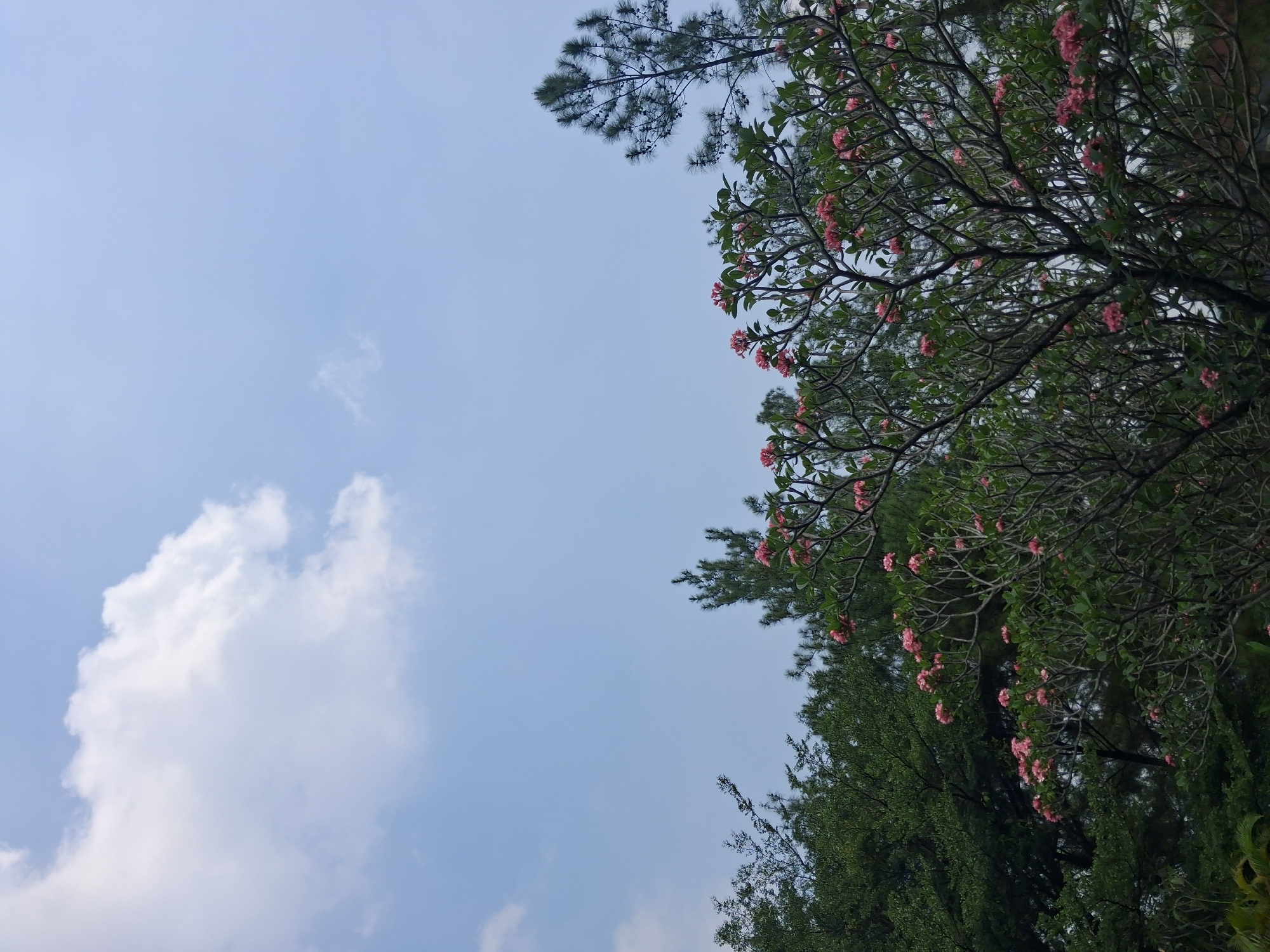 The image depicts an outdoor scene with a clear blue sky in the upper portion, featuring a large, wispy white cloud on the left and smaller clouds scattered towards the right. The lower half of the image is dominated by the tops of various trees. In the foreground, a tree with numerous pink blossoms is prominent, its branches forming a dense network against the sky. To the left and behind this flowering tree, darker green foliage from other trees is visible. On the right side, a tall, dark green pine tree stands out, its needles silhouetted against the sky. The overall impression is of a natural landscape, possibly a park or garden, under a bright sky. The location is identified as Babakan Madang, Indonesia.