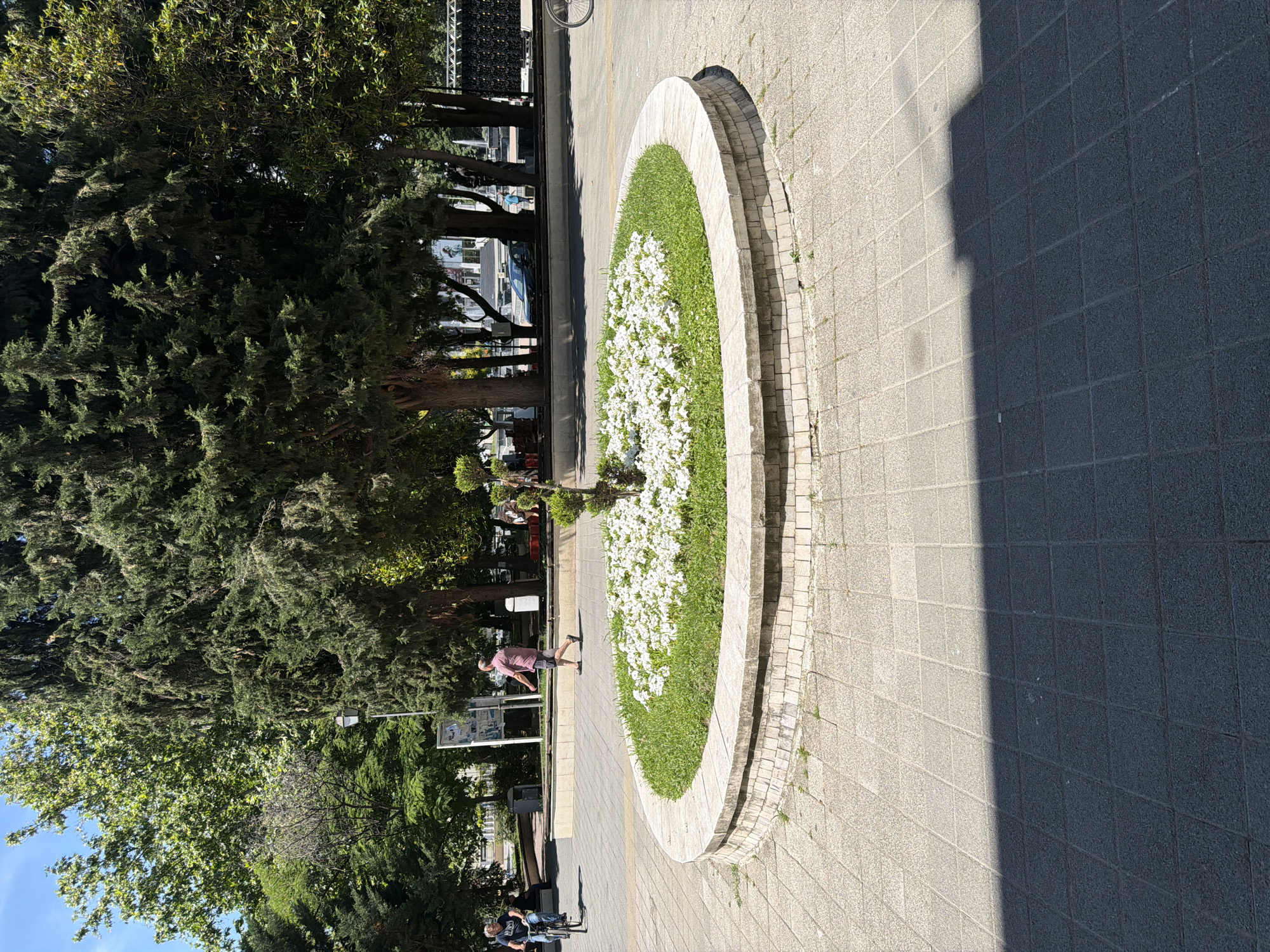 The image captures a circular flower bed filled with white flowers and lush green grass, situated on a paved walkway. A person is seen walking near the flower bed. In the background, several trees provide shade, and a lamppost is visible. The scene appears to be in a public space, possibly a park or square in Pazardzhik, Bulgaria, given the architectural and vegetation style consistent with the city. The lighting suggests it is daytime, with shadows cast on the pavement.
