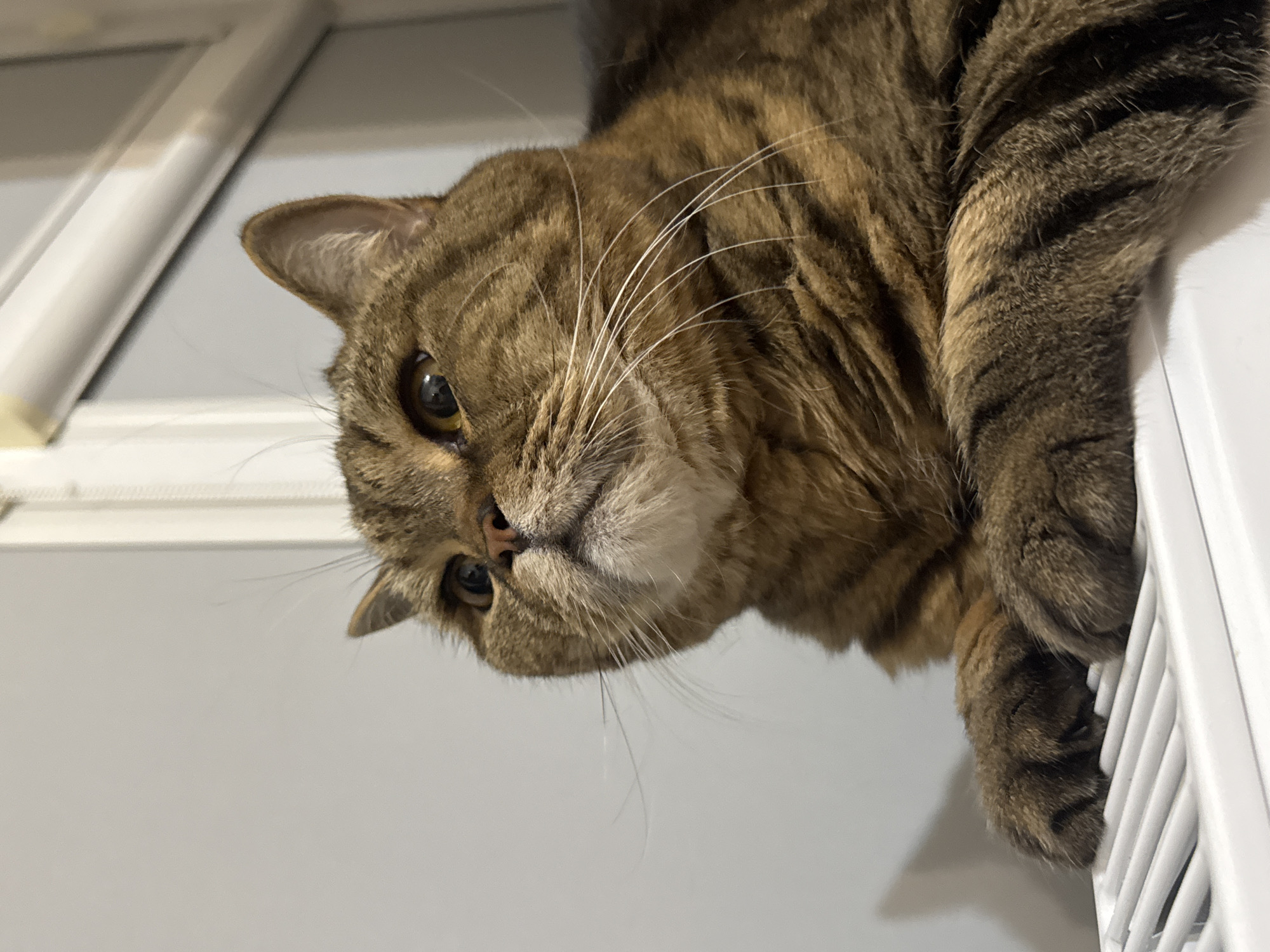 A close-up, low-angle shot shows a tabby cat with brown and black stripes resting on a white slatted surface. The cat's paws are visible on the slats, and its face is looking upwards and to the left. The background is a plain gray wall. The image is captured in Unknown, Unknown.