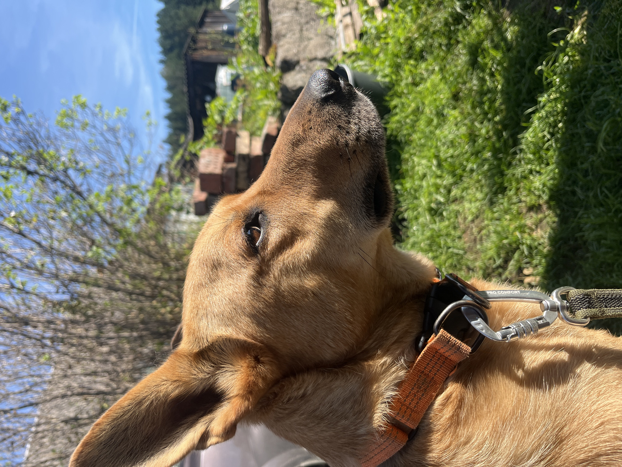 A medium shot, eye-level, outdoor photograph captures a dog in profile, facing to the right. The dog has reddish-brown fur, large erect ears, and a dark nose. It is wearing an orange collar with a silver carabiner attached to a leash, which is mostly out of frame. The background is a blur of green grass, trees with bare branches, a brick structure, and a wooden building under a bright blue sky. The lighting suggests a sunny day, with distinct shadows cast on the dog's fur. The location is identified as Nizhny Tagil, Russia.