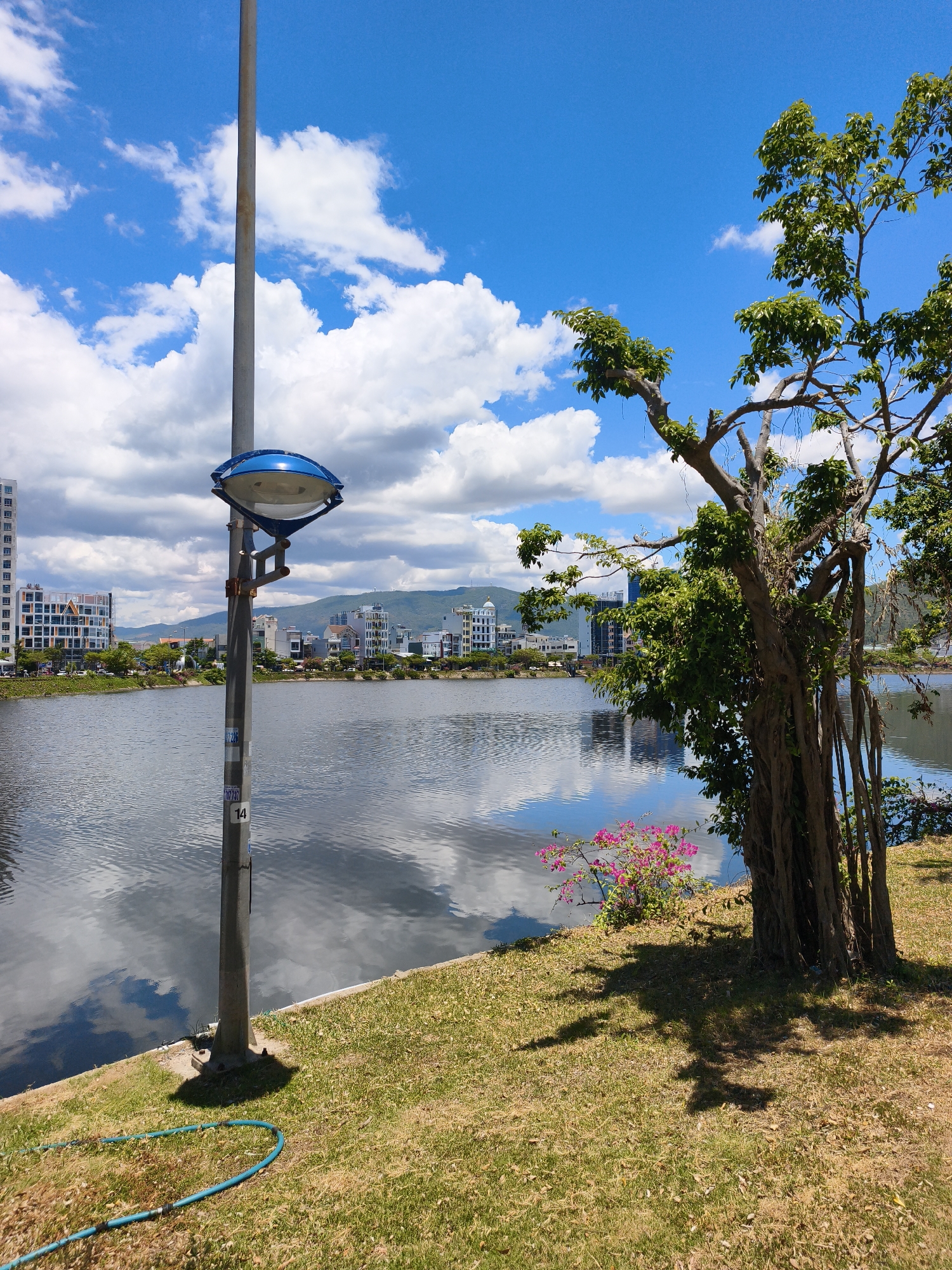 This image depicts a view of Xuan Dieu Lake in Quy Nhon, Vietnam. In the foreground, a lamppost stands on a grassy embankment next to the lake. A blue hose is coiled on the grass near the base of the lamppost. To the right, a large tree with thick, exposed roots shades the grass. In the middle ground, Xuan Dieu Lake stretches across the frame, its surface reflecting the blue sky and clouds. Across the lake, the city skyline of Quy Nhon is visible, with modern buildings and some hills in the background. The sky is bright blue with scattered white clouds, indicating a sunny day.