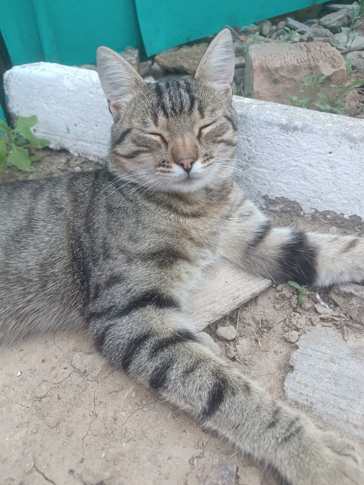 In Vypasne, Ukraine, a tabby cat with closed eyes is resting on the ground next to a concrete border and a turquoise wall. The cat's fur displays a pattern of gray, black, and brown stripes. The ground is composed of dirt and small stones. To the right of the cat, there are several rocks and some green plants.
