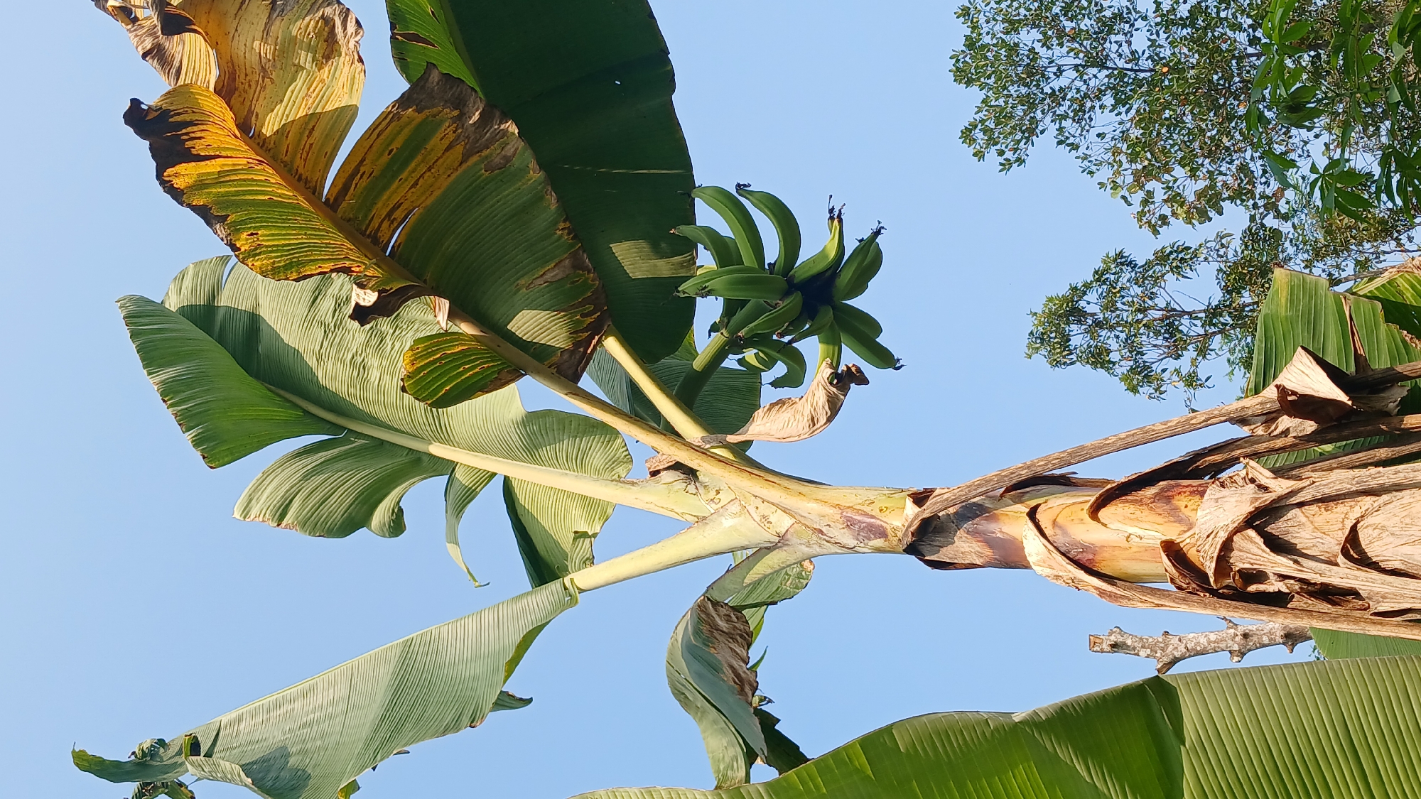 A close-up, low-angle shot captures a banana tree with a bunch of green bananas hanging from its stalk against a clear blue sky. The thick, fibrous trunk of the banana tree dominates the foreground, with layers of dried, brown pseudostems peeling away. Large, vibrant green leaves unfurl from the upper part of the tree, some showing signs of yellowing and browning at the edges, indicating age or environmental stress. A cluster of unripe bananas, still a light green color, is visible to the right of the trunk, with several hands of bananas forming a bunch. In the background, the tops of other trees, with dense green foliage, are visible against the sky. The image is taken from a location that appears to be outdoors, likely a rural or semi-rural area given the natural setting. The context of Kepil, Indonesia, suggests a tropical or subtropical climate, which is consistent with the presence of a banana tree. There are no people or animals in the frame, and no specific actions or interactions are depicted. The focus is solely on the banana tree and its produce, presented in a static, natural environment.