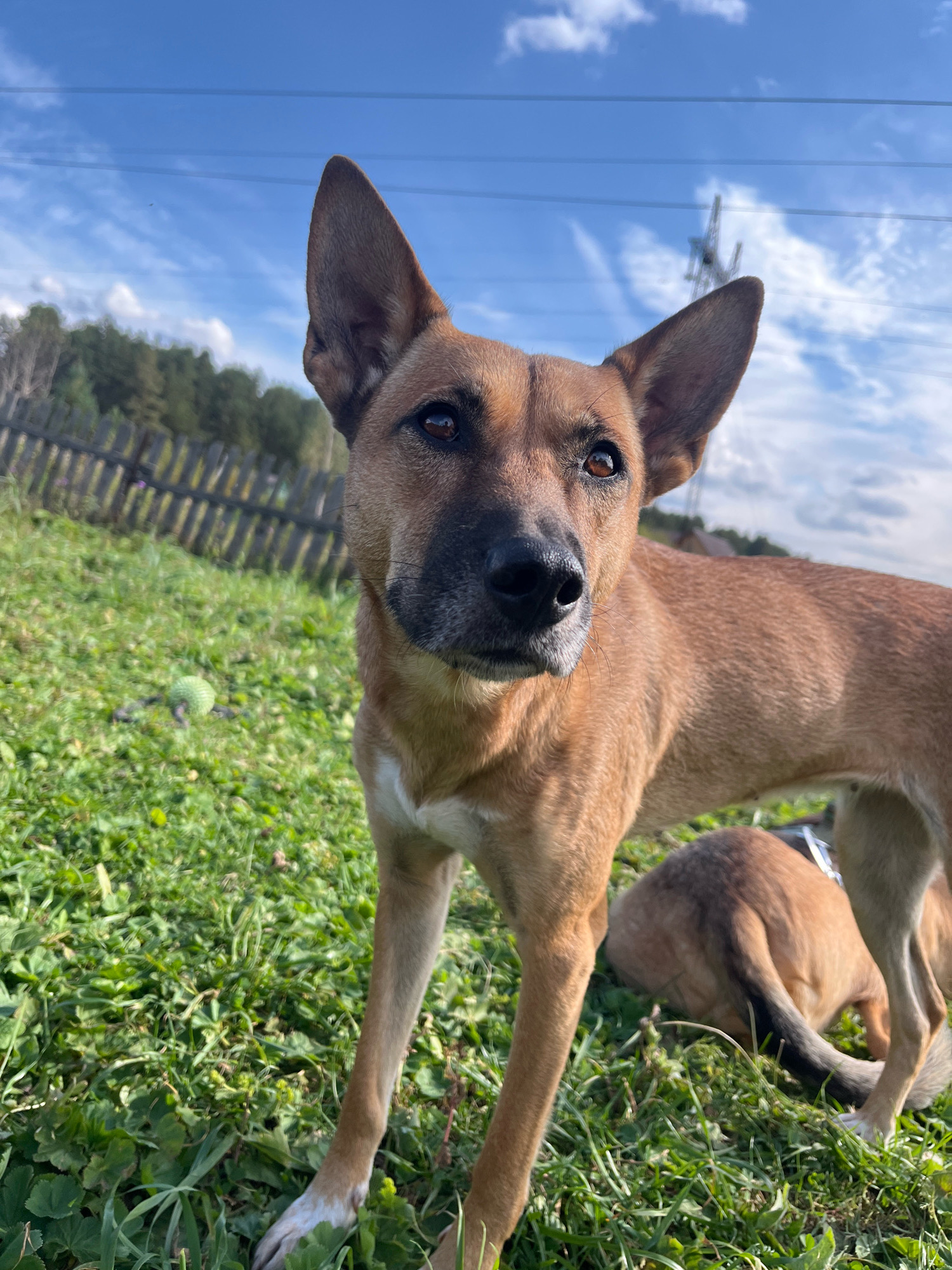 A medium-sized, short-haired, tan dog with large erect ears and a white marking on its chest stands in a grassy field under a blue sky with scattered clouds. The dog is looking to the right of the frame. In the background, there is a rustic wooden fence, trees, and utility lines. Another tan dog is lying down in the grass behind the standing dog. The setting appears to be rural, potentially on the outskirts of Nizhny Tagil, Russia, given the utility infrastructure and wooden fencing. The lighting suggests it is daytime, likely late afternoon due to the warm tones.