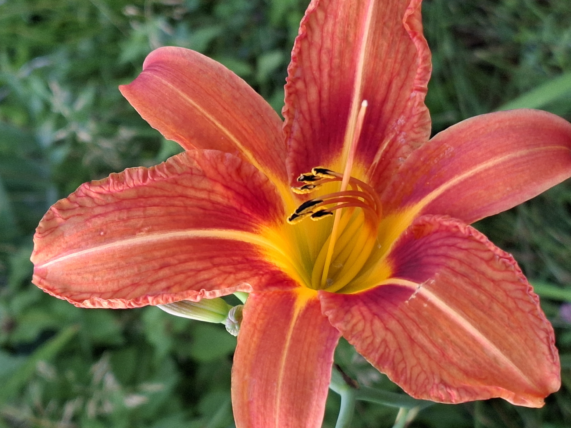 A close-up, vertical shot features a vibrant orange and yellow daylily in full bloom. The flower is positioned prominently in the foreground, with its petals unfurling outwards. The center of the bloom displays a rich yellow hue that transitions into fiery orange and red at the petal edges. Delicate, wavy textures are visible along the petal margins. The stamens, tipped with black anthers, are clearly defined within the flower's throat. A slender green stem supports the bloom. The background is a softly blurred expanse of green foliage, suggesting an outdoor environment. The image appears to be taken in a natural setting, possibly a garden or park, in an unspecified urban location.
