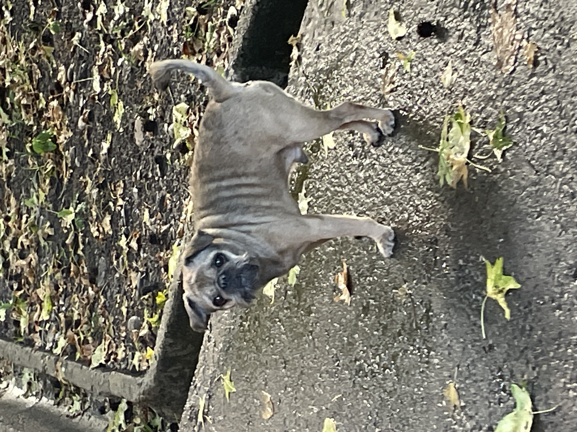 A fawn-colored pug stands on a wet, dark gray surface, likely asphalt or concrete, with scattered fallen leaves of various colors on the ground. The pug is facing the viewer, with its head turned slightly to its left. Its expression appears somewhat concerned or inquisitive. The dog's body is lean, with visible ribs. Behind the pug, the ground is covered in more fallen leaves and dirt, bordered by a concrete curb or retaining wall. The lighting suggests it is daytime, possibly overcast or late afternoon, casting subtle shadows. The scene takes place outdoors in a park or natural area. No specific landmarks in Sochi, Russia, are identifiable.