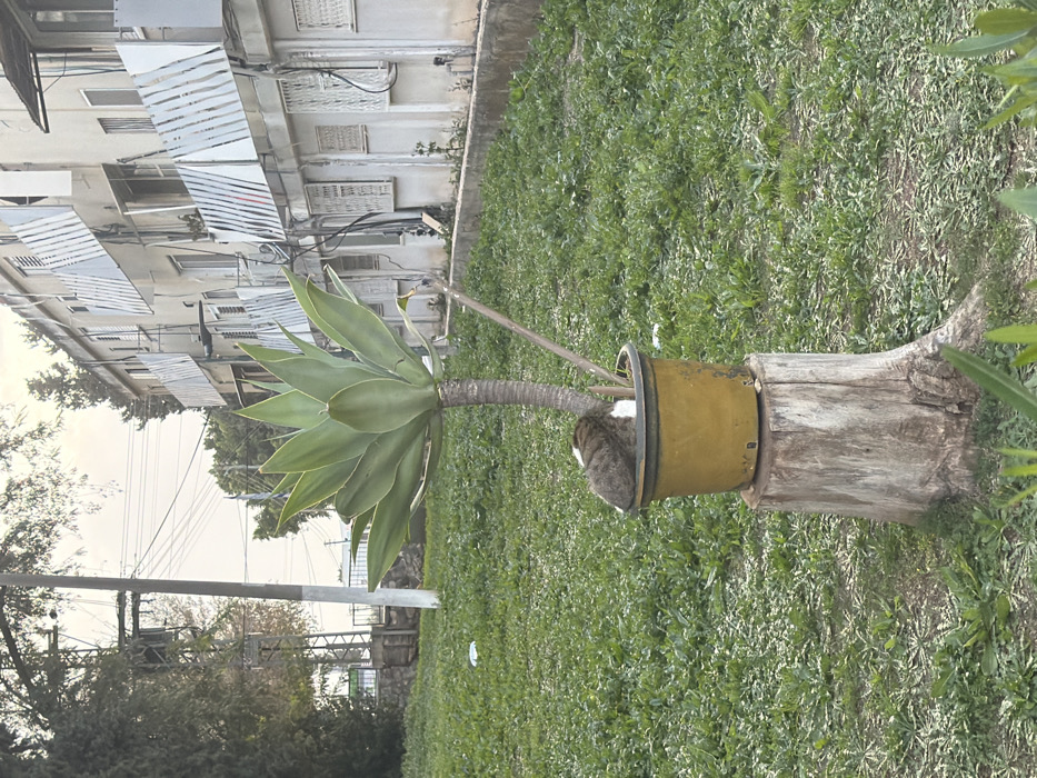 The image depicts a daytime scene in Migdal HaEmeq, Israel, featuring a street and residential area. In the foreground, a low-cut green lawn extends across the frame. Centered in the midground, a large agave plant with thick, light green leaves grows from a weathered, mustard-yellow plastic pot. This pot is resting on top of a cut, light-brown tree stump. A brown and black tabby cat with white markings is curled up and resting inside the pot at the base of the agave plant's trunk.
Behind the plant and cat, to the left, a white utility pole stands, supporting numerous overhead power lines and cables. Further back, a sloped grassy area with trees and a barrier is visible. To the right and spanning the background, a multi-story, light-colored residential building is present. The building features multiple windows, many with white metal security bars or grates, and some balconies with white-striped awnings or privacy screens. Visible utility conduits and wiring run along the building's exterior. The sky above is overcast or hazy, indicating diffused daylight.