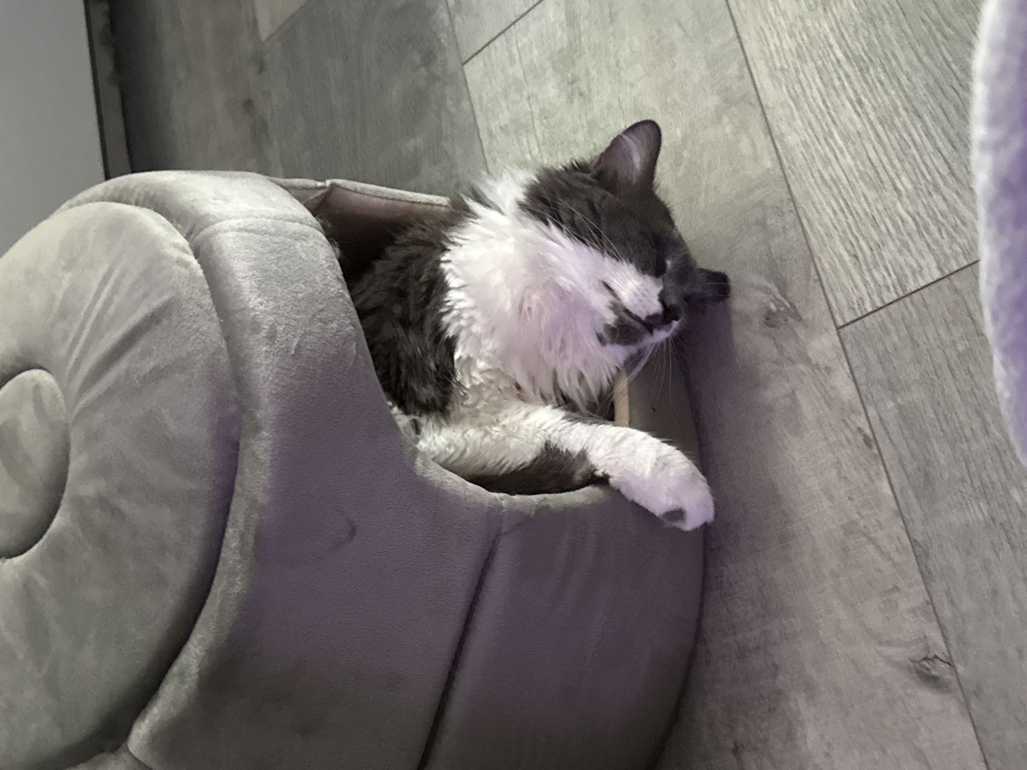 A fluffy cat with grey and white fur sleeps soundly in a soft, grey, snail-shaped bed. The cat is nestled comfortably within the opening of the bed, with its head resting to the side and its eyes closed. One white paw, with grey markings on the toes, is extended out of the bed, resting on the edge. The cat's fur appears slightly disheveled, suggesting a deep sleep.
The bed is placed on a light-colored wooden floor, with planks visible and some subtle texture. The lighting in the room is dim, creating a cozy and relaxed atmosphere. The background is mostly out of focus, but hints of grey walls and potentially a piece of furniture can be seen. The overall scene evokes a sense of peace and contentment, with the cat appearing completely at ease in its comfortable surroundings. There is no visible text in the image. The time of day and weather conditions are not discernible from the image. The location is identified as Bellmore, United States of America, but this context is not visually evident in the image itself.