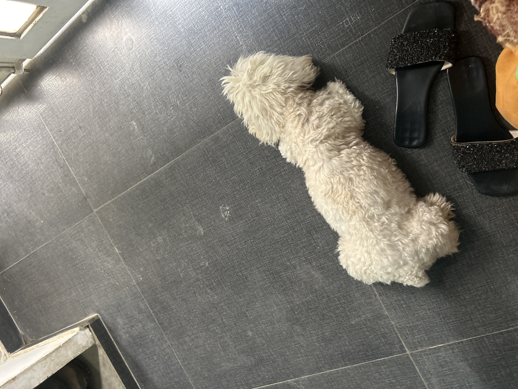A white, fluffy dog with curly fur is lying on dark gray tiled flooring. The dog is positioned diagonally across the frame, facing right. Two black slide sandals, adorned with sparkling embellishments on the straps, are placed on the floor to the right of the dog. The environment appears to be an indoor space, possibly a patio or entryway, with a glimpse of a white-painted structure and a doorway in the background. The lighting suggests it might be daytime, with shadows cast on the floor. The scene is located in Juan Griego, Venezuela.