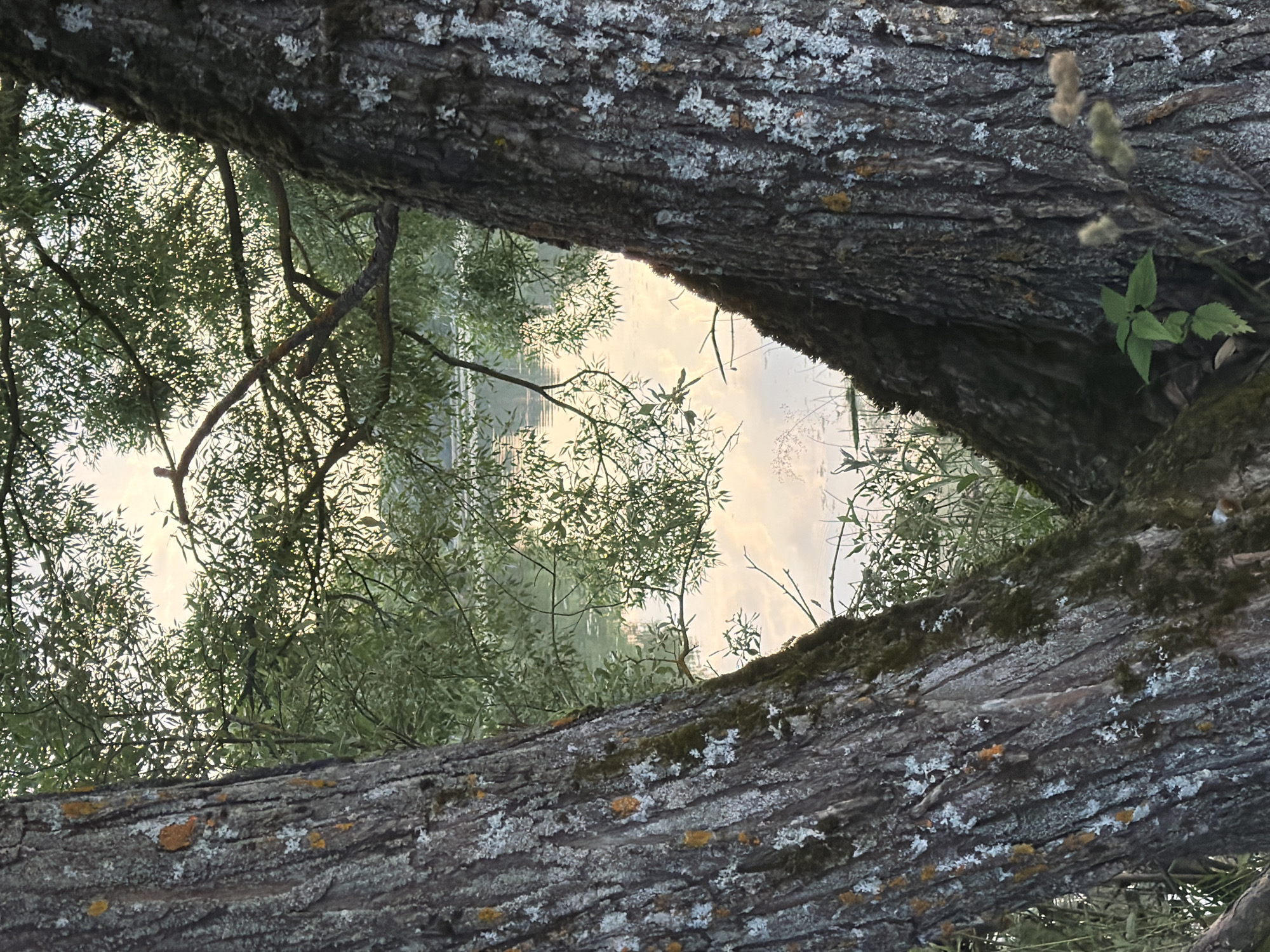 The image shows a view through the branches of two trees, framing a body of water and foliage. The foreground is dominated by the rough, textured bark of the trees, covered in patches of lichen. The branches create a natural frame, with one large branch in the upper portion of the image and another in the lower portion, angled towards each other.
Through the gap formed by the branches, a serene scene unfolds. Green foliage from trees on the opposite bank is visible, interspersed with reflections on the water. The water appears calm, with subtle ripples suggesting a gentle breeze. The sky above the water is a soft, muted color, hinting at either early morning or late evening light. The overall atmosphere is peaceful and natural.
The lighting suggests it is either sunrise or sunset, as the light is diffused and soft, casting a warm glow on the scene. The location cues from the provided context suggest Mar'inskoe, Russia. No people or specific objects are discernible, the focus is purely on the natural landscape. There is no visible text in the image. The image evokes a sense of tranquility and connection with nature.