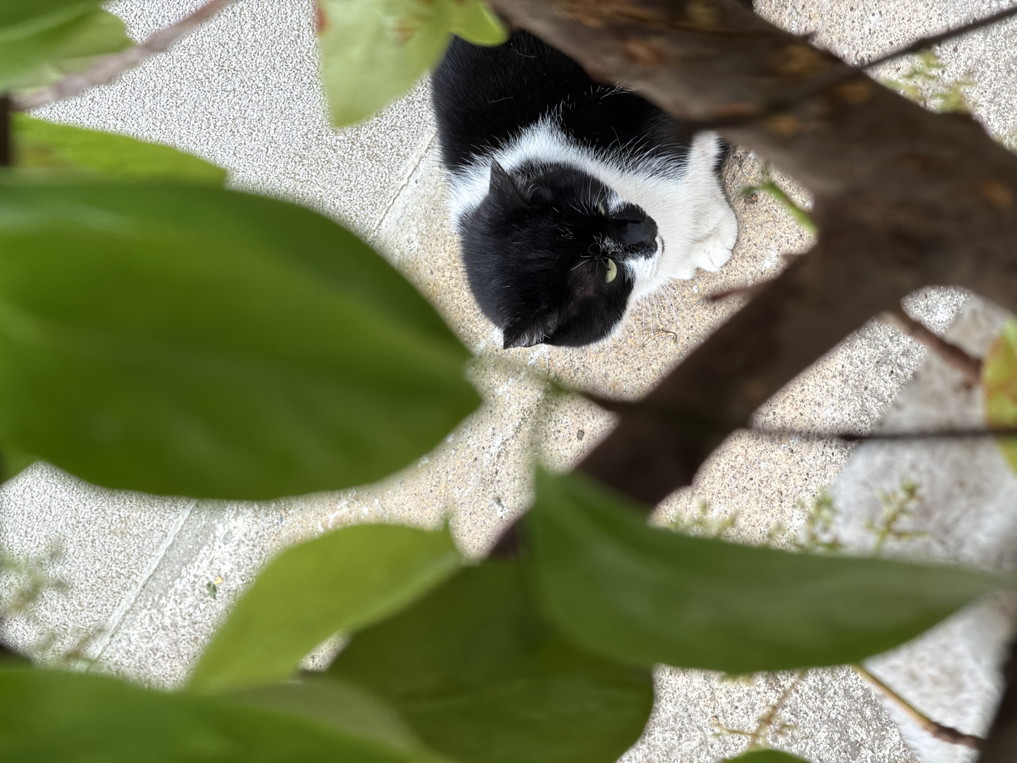 A black and white cat rests on a light-colored, textured ground, viewed from an overhead perspective. The cat's fur is primarily black on its back and head, with a white belly, chest, and paws, as well as a white blaze between its eyes. Its eyes are a striking green and are open, suggesting alertness or observation. The cat's head is turned slightly upwards and to the left, and its front paws are tucked beneath its chest.
The scene is an outdoor setting, likely a garden or courtyard in Budva, Montenegro. The foreground is heavily blurred with vibrant green leaves and dark tree branches, creating a natural frame that partially obscures the view of the ground and hints at the perspective of looking down through dense foliage. The ground beneath the cat is light gray and speckled, resembling concrete or a paved surface, and shows minor textural variations and small specks of dirt or debris. The lighting indicates it is daytime, with soft, even illumination suggesting either an overcast sky or diffused light rather than direct sunlight. There are no visible shadows from the cat itself. The overall atmosphere is calm and natural. No text is visible in the image.
