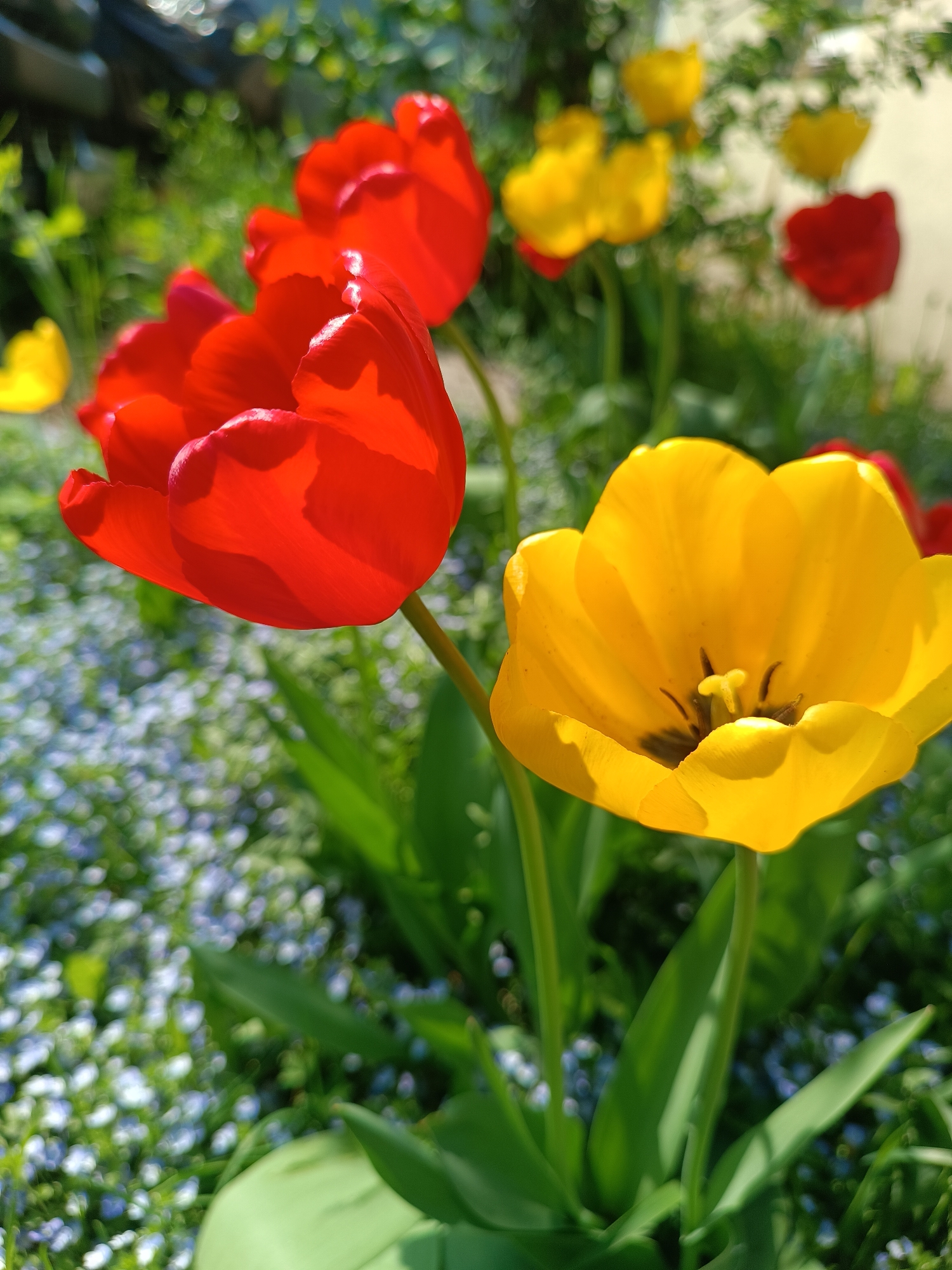 A close-up shot features vibrant red and yellow tulips in a garden setting. The tulips are in full bloom, displaying their characteristic cup-shaped petals. The petals of the red tulip are brightly lit by sunlight. The yellow tulip is in the foreground, its stamen visible in its core. The background contains small blue flowers, creating a blurred field of texture. Other red and yellow tulips are visible further back, also out of focus. The bright light suggests a sunny day. Location is indeterminable.