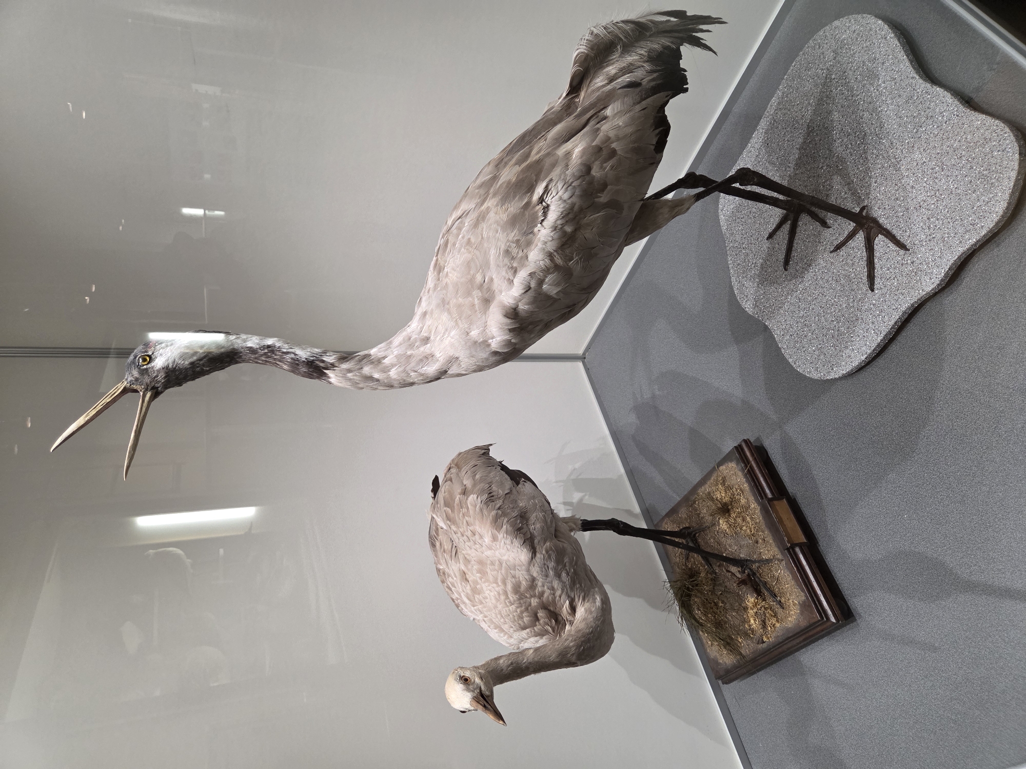 Two taxidermied cranes are displayed in a museum. The crane on the left is smaller and has its head tilted down, as if looking for food. It stands on a rectangular wooden base with dry grass and twigs. The crane on the right is larger and has its head raised with its beak open, as if calling. It stands on a gray, irregular-shaped base. Both cranes are displayed against a plain white background, with reflections of lights and possibly other exhibits visible on the glass enclosure. The scene is lit by artificial lights, creating shadows on the floor and walls. The Yekaterinburg Museum of Fine Arts is a possible location for such exhibits.