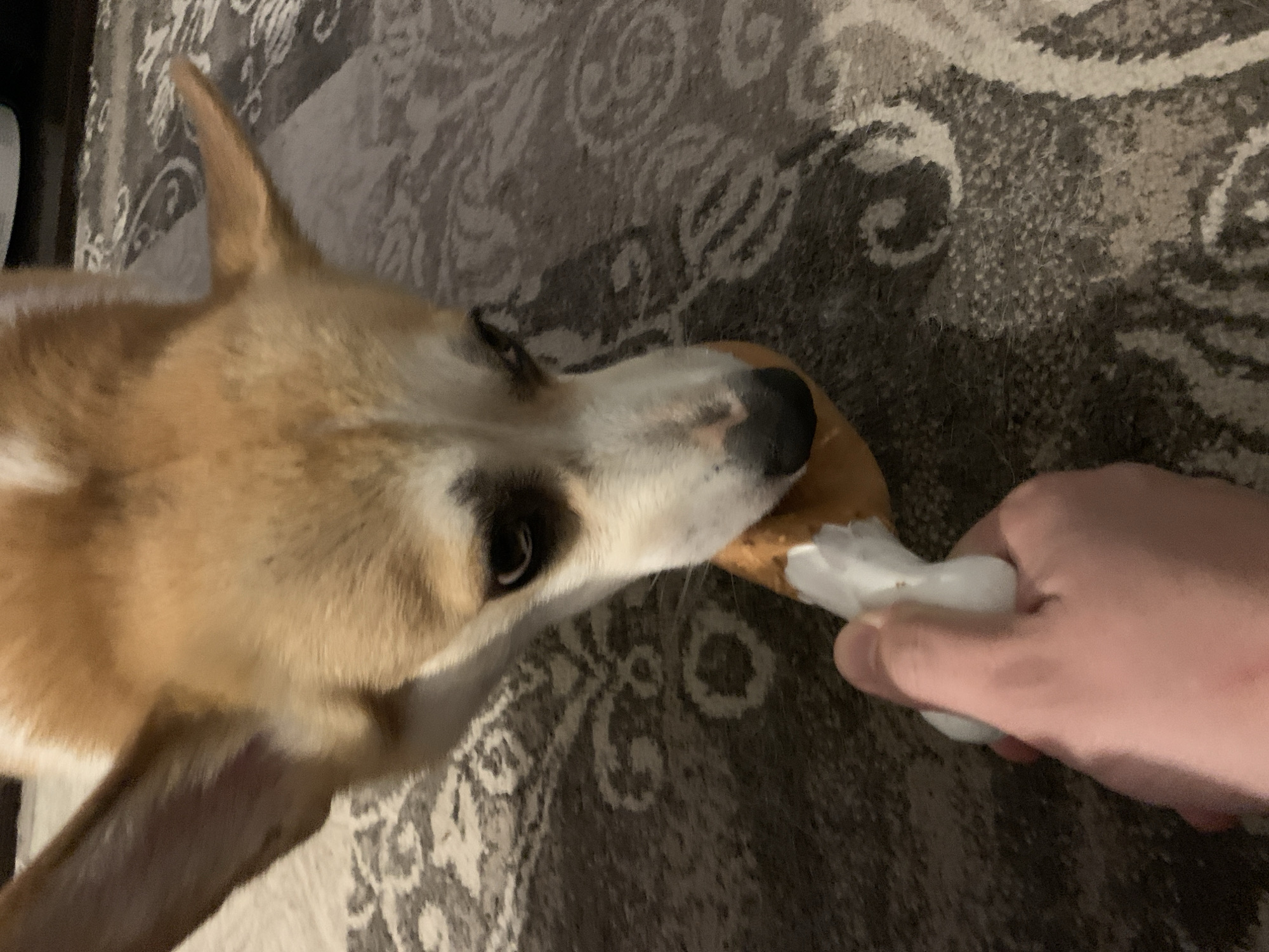 An overhead shot shows a Corgi dog with tan and white fur holding a bone-shaped toy in its mouth. A human hand is holding the other end of the toy, seemingly playing with the dog. The dog is on a patterned rug. The image does not provide any information about the city of Perm, Russia.