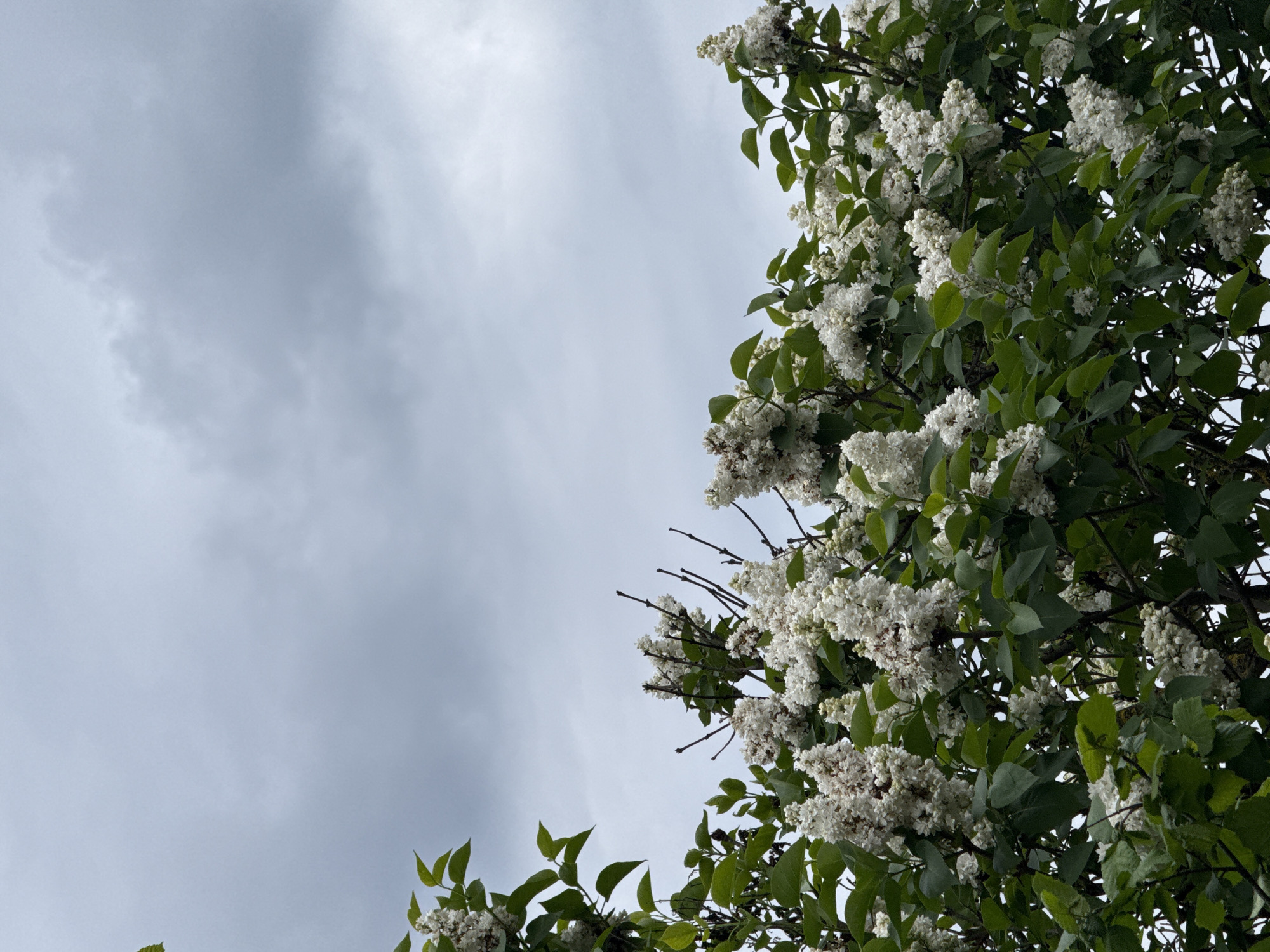 A low-angle shot captures a vibrant white-flowered tree against a cloudy sky. The right side and bottom-left corner of the frame are dominated by numerous clusters of small white blooms and fresh green leaves, strongly suggesting a lilac tree in full blossom. Some bare branches are interspersed within the dense foliage. The upper-left and central areas of the image showcase a soft, diffused light-grey sky, filled with subtle cloud formations, indicating an overcast daytime. There is no direct sunlight visible, contributing to the gentle and calm atmosphere. The scene evokes the freshness of spring or early summer. No people or visible text are present in the image. The photograph was taken in Generalovo, Bulgaria.
