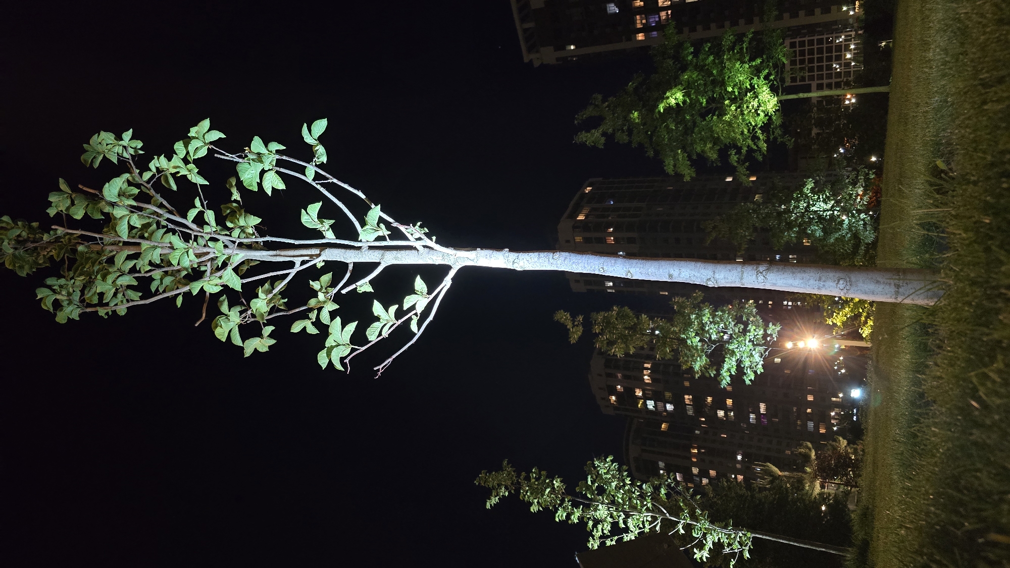 This nighttime photograph captures a serene urban park scene in Kyiv, Ukraine, dominated by a brightly illuminated tree. The central tree stands vertically, its light-colored trunk rising from the bottom of the frame towards the top. Its canopy, dense with green leaves and branching outwards, is clearly visible and sharply defined against the dark, starless night sky, appearing almost luminescent from an unseen light source below or to its side.
In the background, several tall, modern buildings are visible, their numerous windows emitting warm, artificial light, suggesting residential or office spaces. Other trees and bushes, also partially illuminated with a greenish hue, are scattered throughout the park, contributing to the green ambiance. A lush patch of green grass occupies the right foreground of the image.
A prominent artificial light source, likely a streetlight, emits a distinct starburst flare from the mid-ground on the right side, casting a bright glow on nearby foliage and the central tree's trunk. The scene is devoid of people or any active events, presenting a quiet and contemplative atmosphere that contrasts the illuminated natural elements with the bustling city background. No discernible text is visible anywhere in the image.