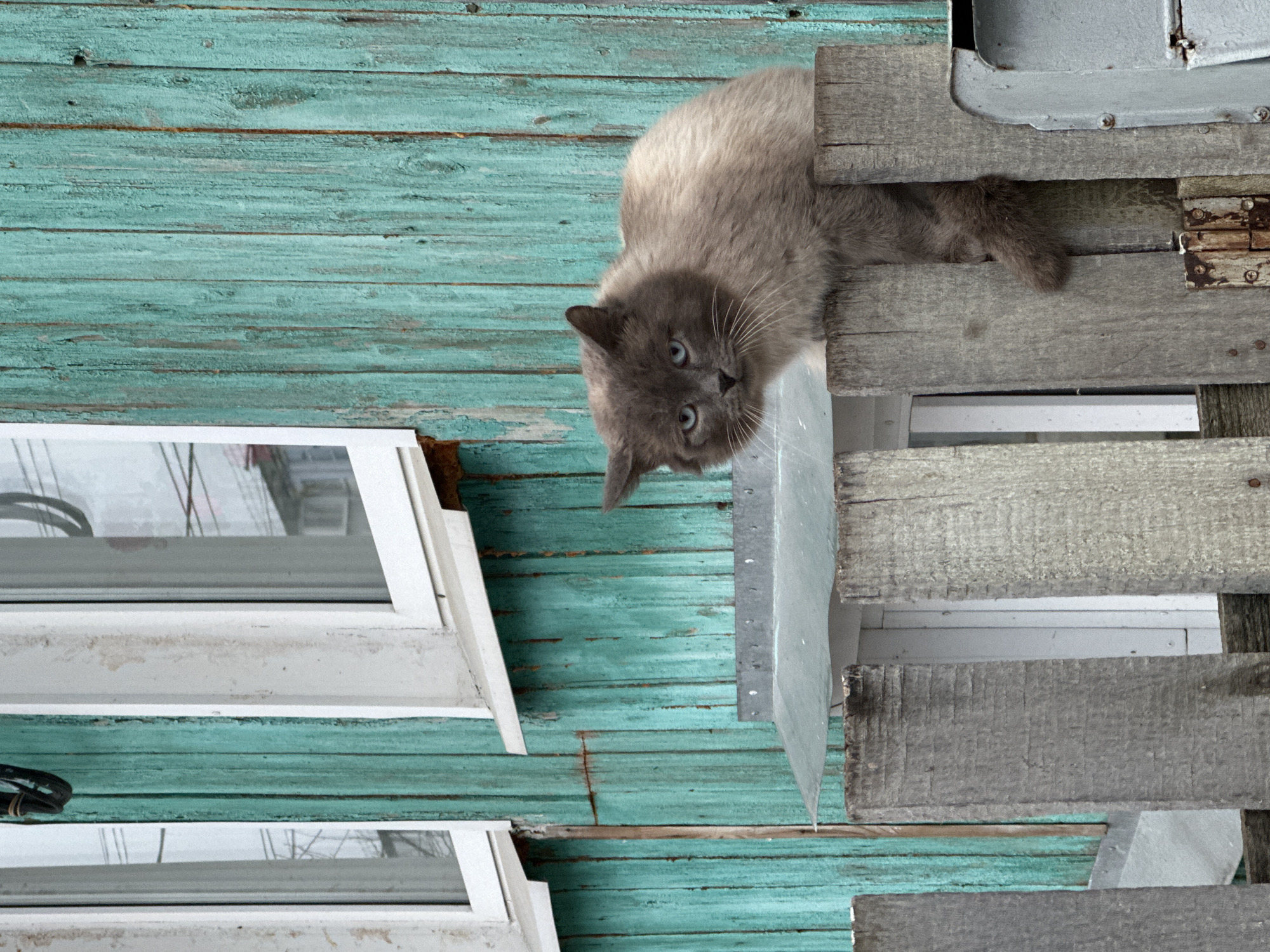 A gray cat hangs from a wooden structure, likely a roof or porch, on a building in Chaikovsky, Russia. The building has aqua-painted wooden siding and white-framed windows. The wooden structure consists of gray, weathered planks and a piece of silver metal flashing. The cat is positioned upside down, peering toward the viewer with bright blue eyes.