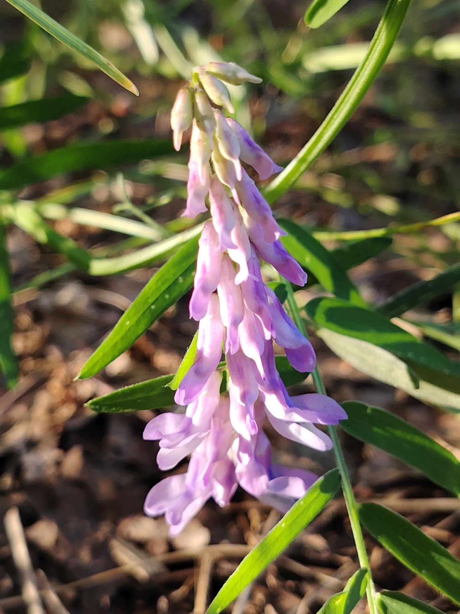 A close-up, low-angle shot captures a cluster of small, light purple flowers hanging downwards from a stem, set against a background of dry leaves and green foliage. The flowers are arranged in a raceme, with individual blossoms appearing delicate and pea-shaped, some closed as buds and others partially open, revealing intricate petal structures. The lighting suggests it is daytime, with sunlight highlighting the petals and casting subtle shadows. The environment appears to be natural, possibly a meadow or woodland edge. This scene is located within the agricultural surroundings of Мётчанскі сельскі Савет, Belarus, a rural area known for its natural landscapes and agricultural activities.