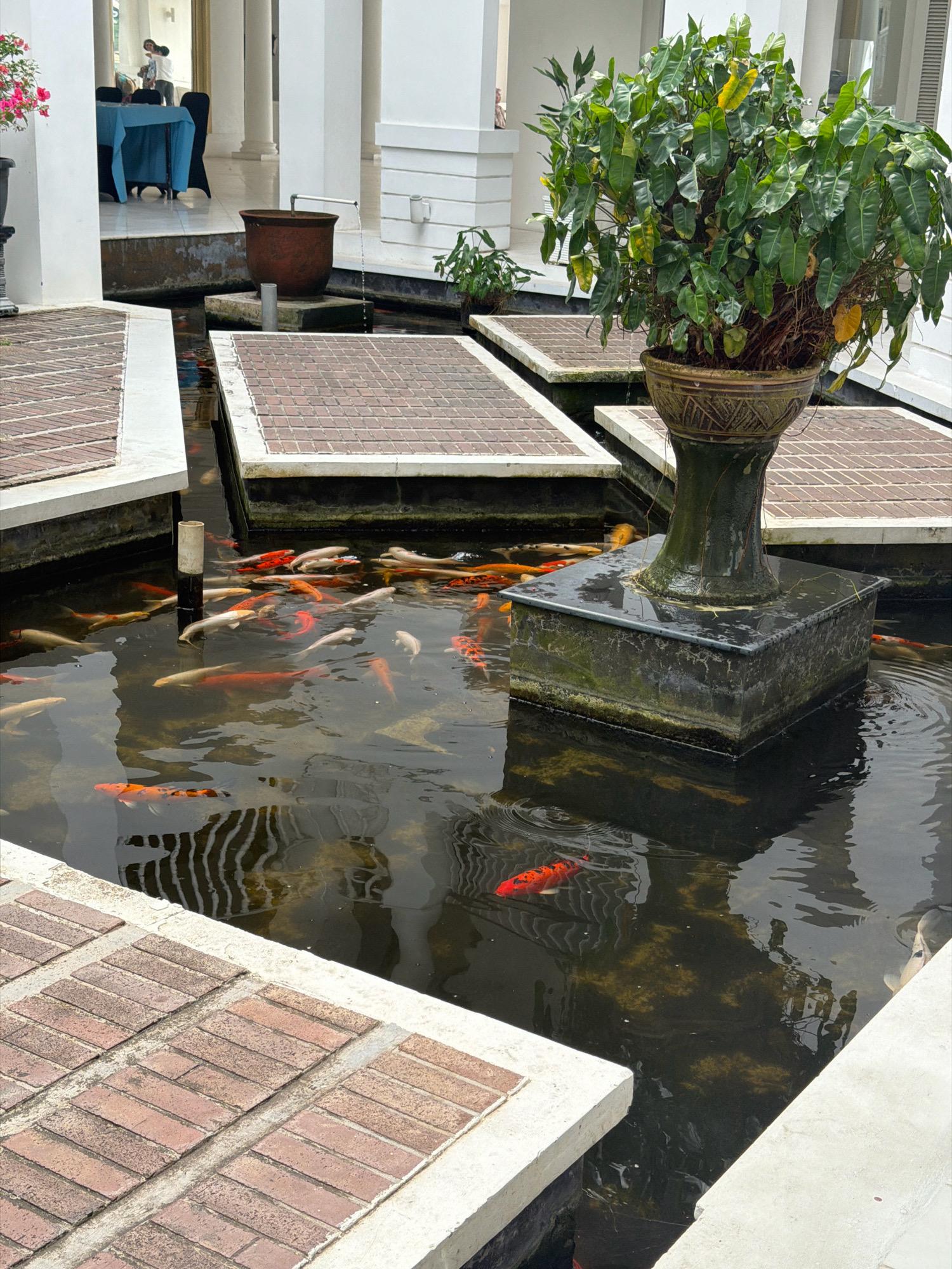 The image depicts an outdoor koi pond area, likely part of a hotel or resort in Batam, Indonesia. The pond is rectangular and features a dark, murky water surface, populated by numerous koi fish of various colors, including orange, white, and black. Several of the koi are large and mature.
Strategically placed within the pond are rectangular, brick-patterned stepping stones, separated by white borders, that create pathways over the water. A large, ornate planter with a lush green plant, possibly a Philodendron or similar tropical foliage, sits on a dark, square pedestal in the center of the pond. The pedestal itself is a stone structure, slightly submerged.
In the background, there are white architectural elements, including columns and walls, suggesting a modern, open-air building or pavilion. A red-brown ceramic pot with a metal pipe emerging from it, likely part of a water feature, is visible near the center-left of the pond. In the far background, a table covered with a blue cloth and chairs can be seen, with two indistinct figures standing near it, possibly staff or guests. The overall impression is one of a tranquil, well-maintained garden setting.