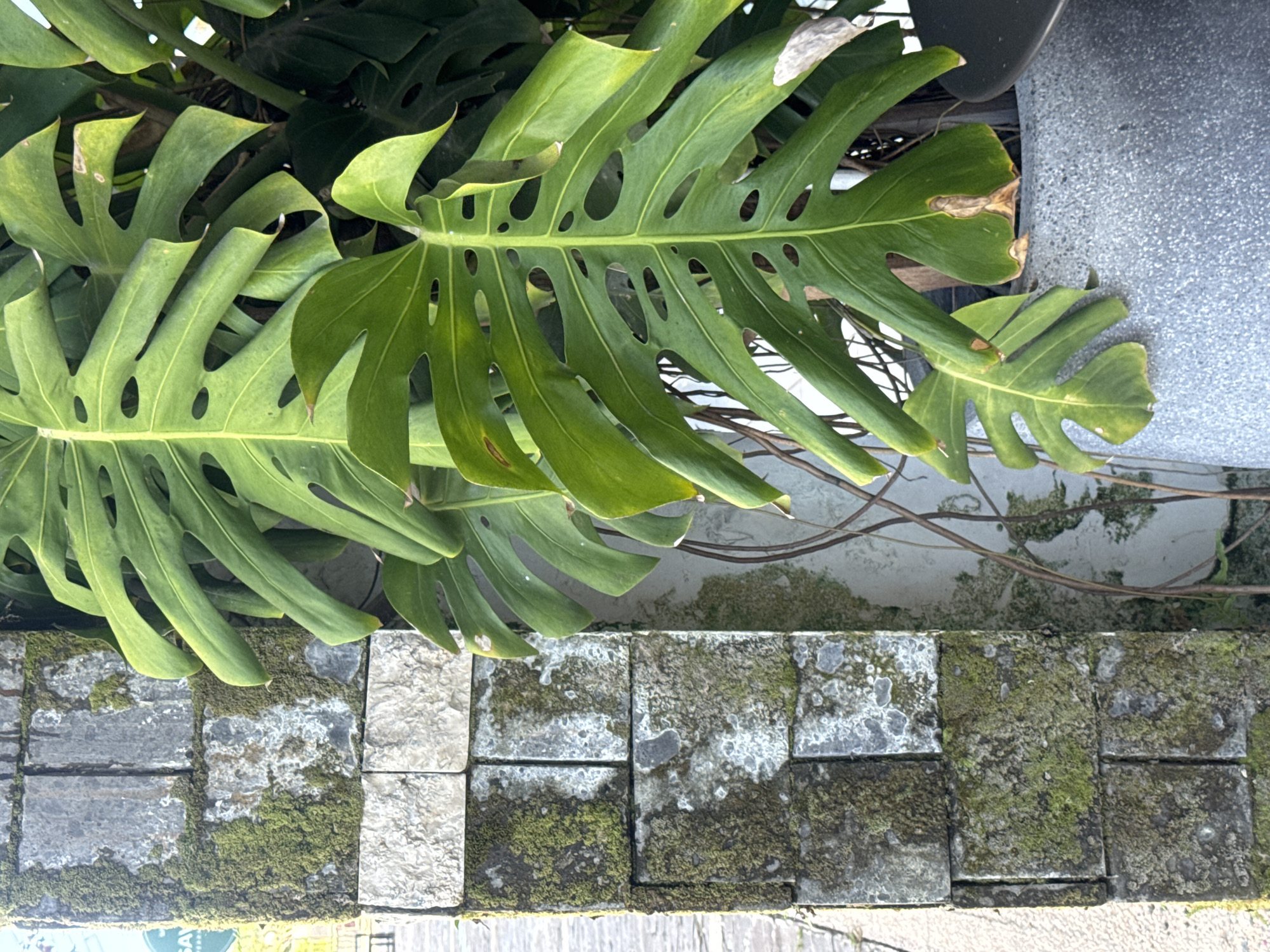 The image shows a close-up view of several Monstera Deliciosa leaves cascading over a low wall composed of grey and white stone bricks. Patches of green moss grow on the bricks. The leaves have characteristic holes and splits. Parts of the wall are stained, possibly due to moisture. The background includes some grey concrete. The image was taken at Kuta Selatan, Indonesia.