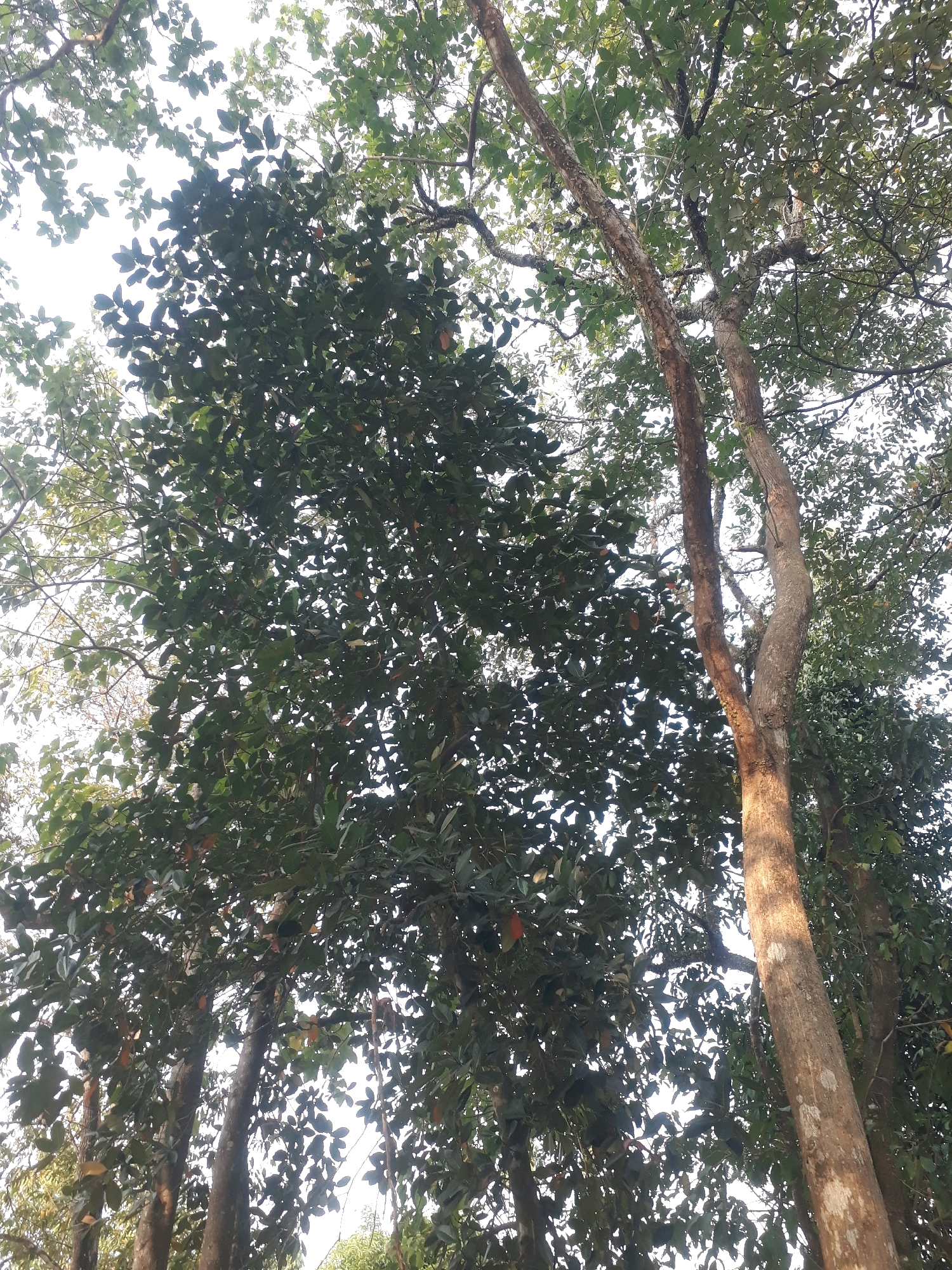 An upward view of dense, green foliage of trees against a bright sky. The image features thick tree trunks and branches, with leaves obscuring much of the sky. Some hints of reddish-orange fruit are visible within the foliage. The lighting suggests it is daytime, possibly late morning or early afternoon, with sunlight filtering through the leaves. The scene appears to be in a natural environment, such as a park or forest, consistent with the vegetation found in areas like Pangkalpinang, Indonesia.