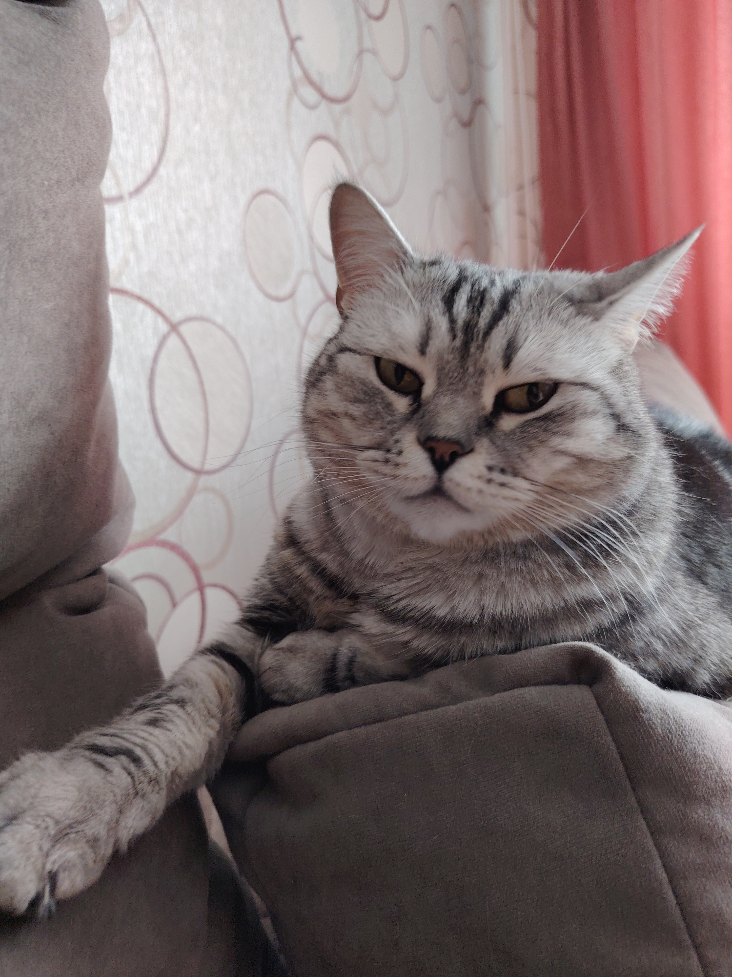 An indoor scene in Unknown, Unknown, depicts a silver tabby domestic cat resting on a light brown upholstered surface, likely a sofa cushion. The cat, oriented facing forward and slightly to the left, has its left front paw extended. Its fur is characterized by distinct dark grey stripes on a lighter grey base. The cat's eyes are amber-colored and appear half-lidded, with a dark pink nose and prominent white whiskers. In the background, a light-colored wallpaper featuring repeating, interconnected circular patterns in a reddish-brown hue is visible. To the right, a reddish-orange curtain is partially drawn. No other subjects or interactions are observed.