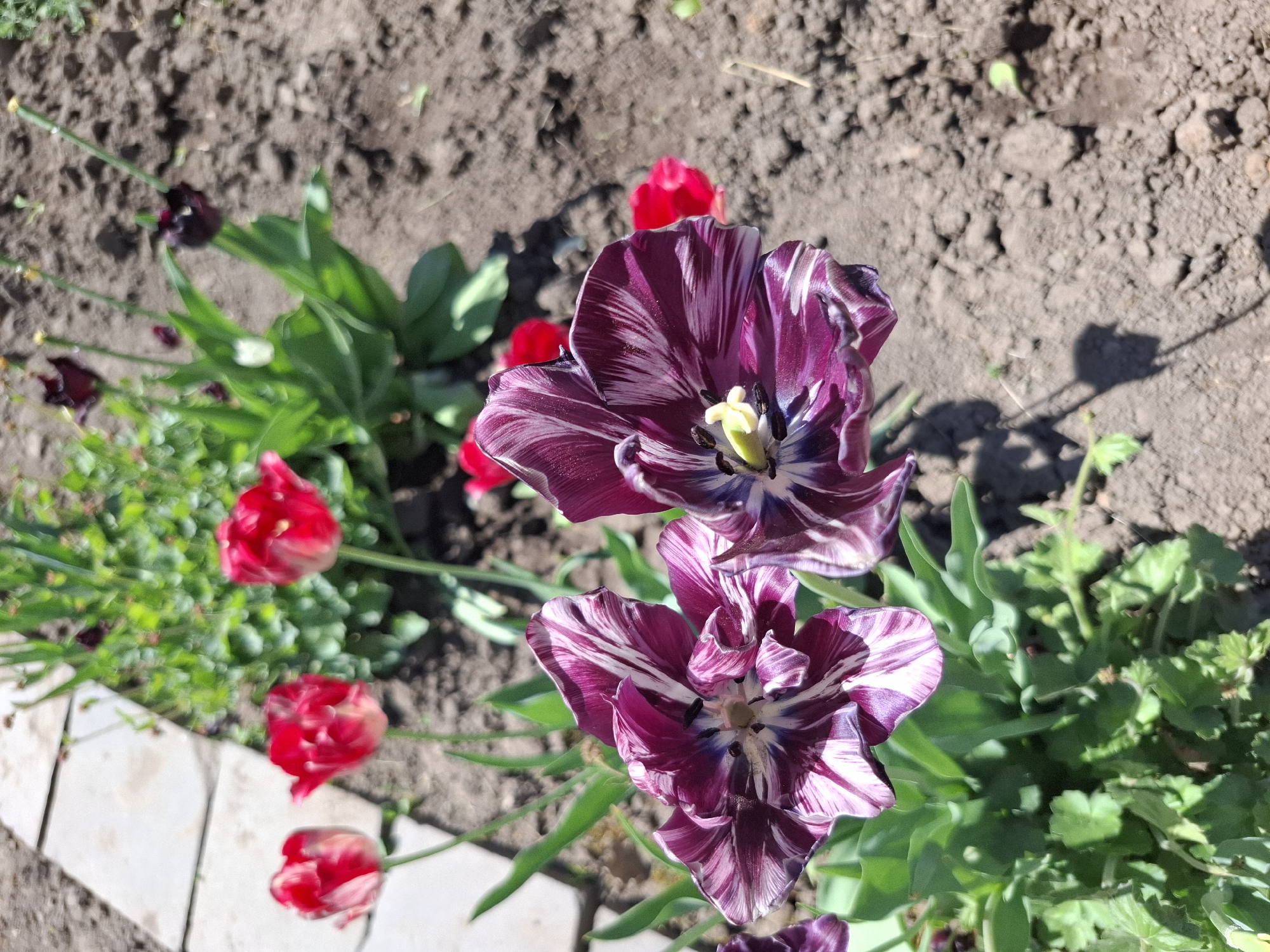 This image depicts a garden scene in the city of Амзя, Russia. The focus is on two purple and white striped tulips in full bloom, positioned in the lower center and upper center of the frame. Surrounding the striped tulips are several red tulips, some fully open and others still budding. The flowers are planted in a garden bed with soil visible in the background. To the left side of the frame, there are white rectangular paving stones forming an edge to the garden. The overall lighting suggests it is a sunny day, with shadows visible on the soil. Green foliage fills the space around the tulips.