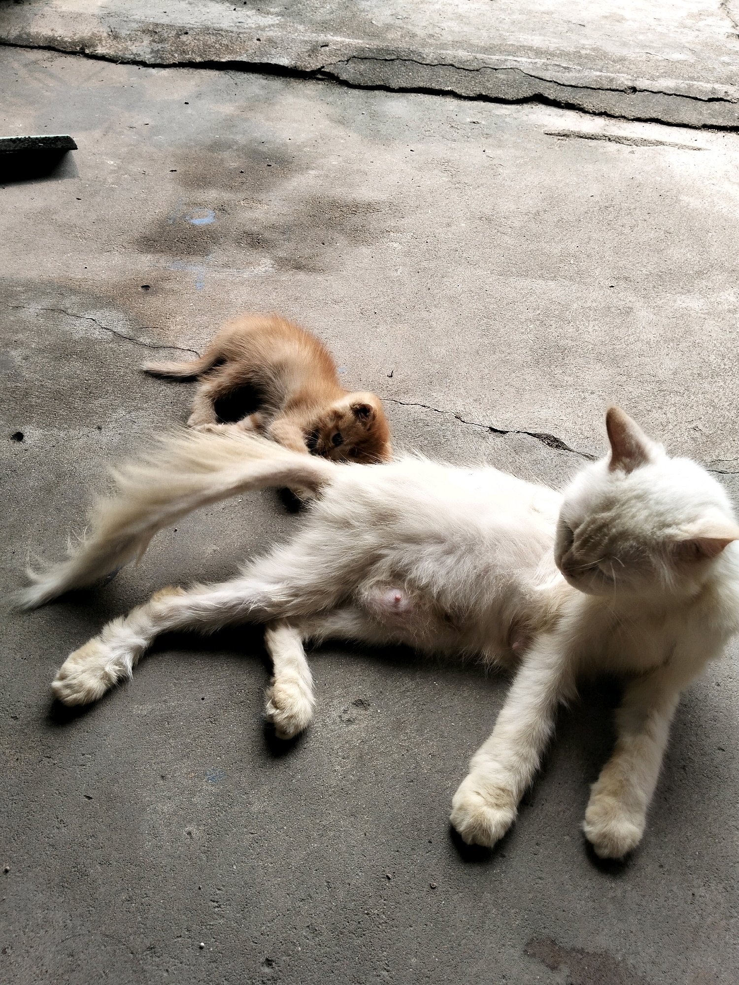 In Arang Limbung, Indonesia, two cats are resting on a cracked concrete surface. A large, white, long-haired cat is lying on its side, facing to the right, with its eyes closed. Its belly is visible, and it appears to have recently given birth. A small, ginger kitten is lying behind the larger cat, its head resting on the adult cat's tail. The kitten is curled up and appears to be sleeping. The environment is outdoors, with the concrete surface showing signs of age and wear. There are no other objects or people visible in the scene. The lighting suggests it is daytime.