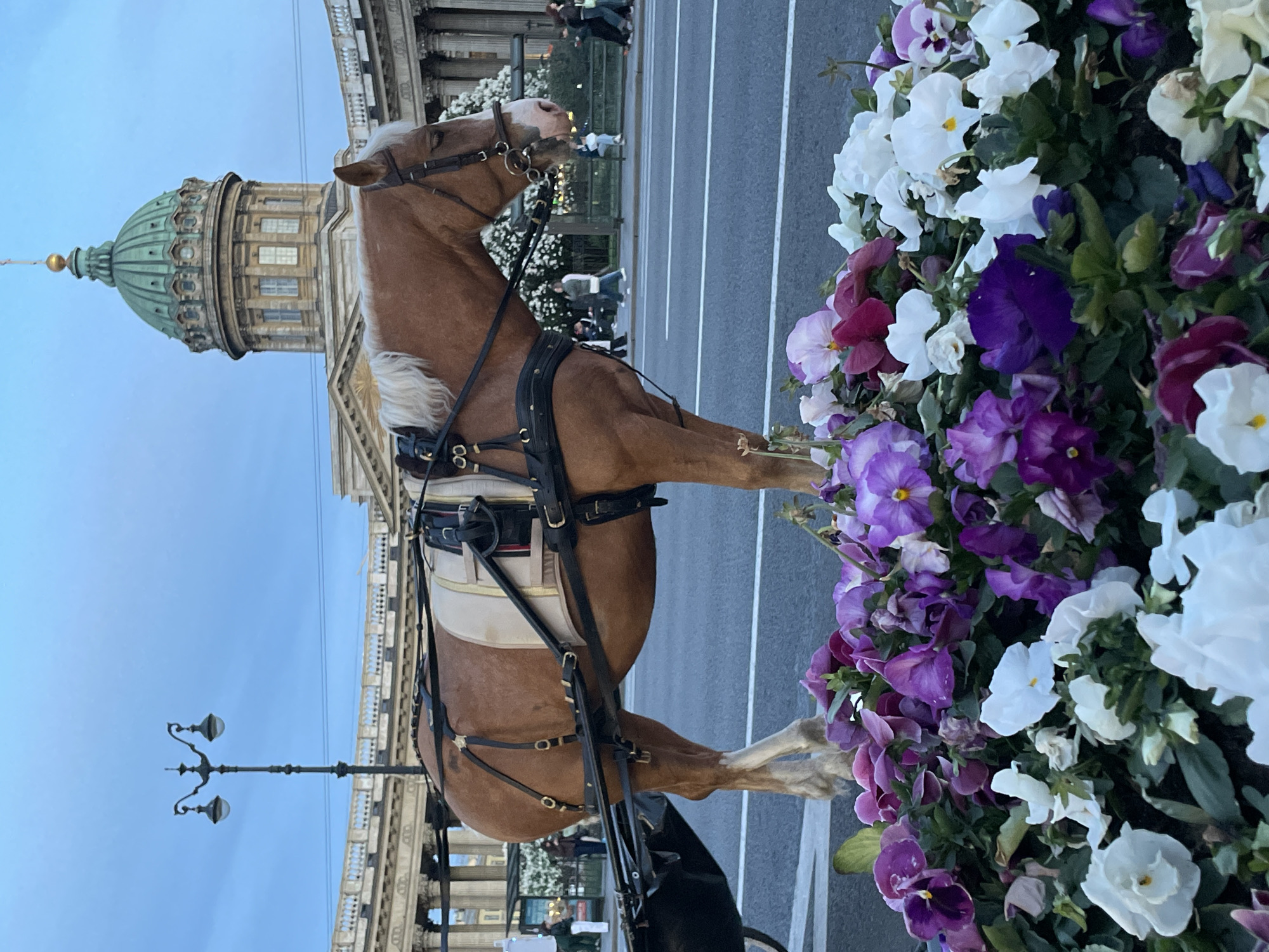 A picturesque street scene in Saint Petersburg, Russia, captures a brown horse standing patiently in harness, poised to pull a carriage. The horse features a distinctive white mane and tail. In the immediate foreground to the right, a vibrant collection of flowers in shades of purple, white, and pink adds a splash of color to the urban setting.
Behind the horse, the iconic Kazan Cathedral is a prominent architectural landmark. Its large, green-domed roof and classical colonnade are clearly visible against a soft, bright sky, which suggests either late afternoon or early evening light. A wide city street with white markings stretches into the background, where several indistinct human figures can be seen walking. On the left side of the frame, a traditional, ornate street lamp with two lights stands tall. The overall atmosphere is calm and scenic, characteristic of a historic city center. No discernible text is visible within the image.
