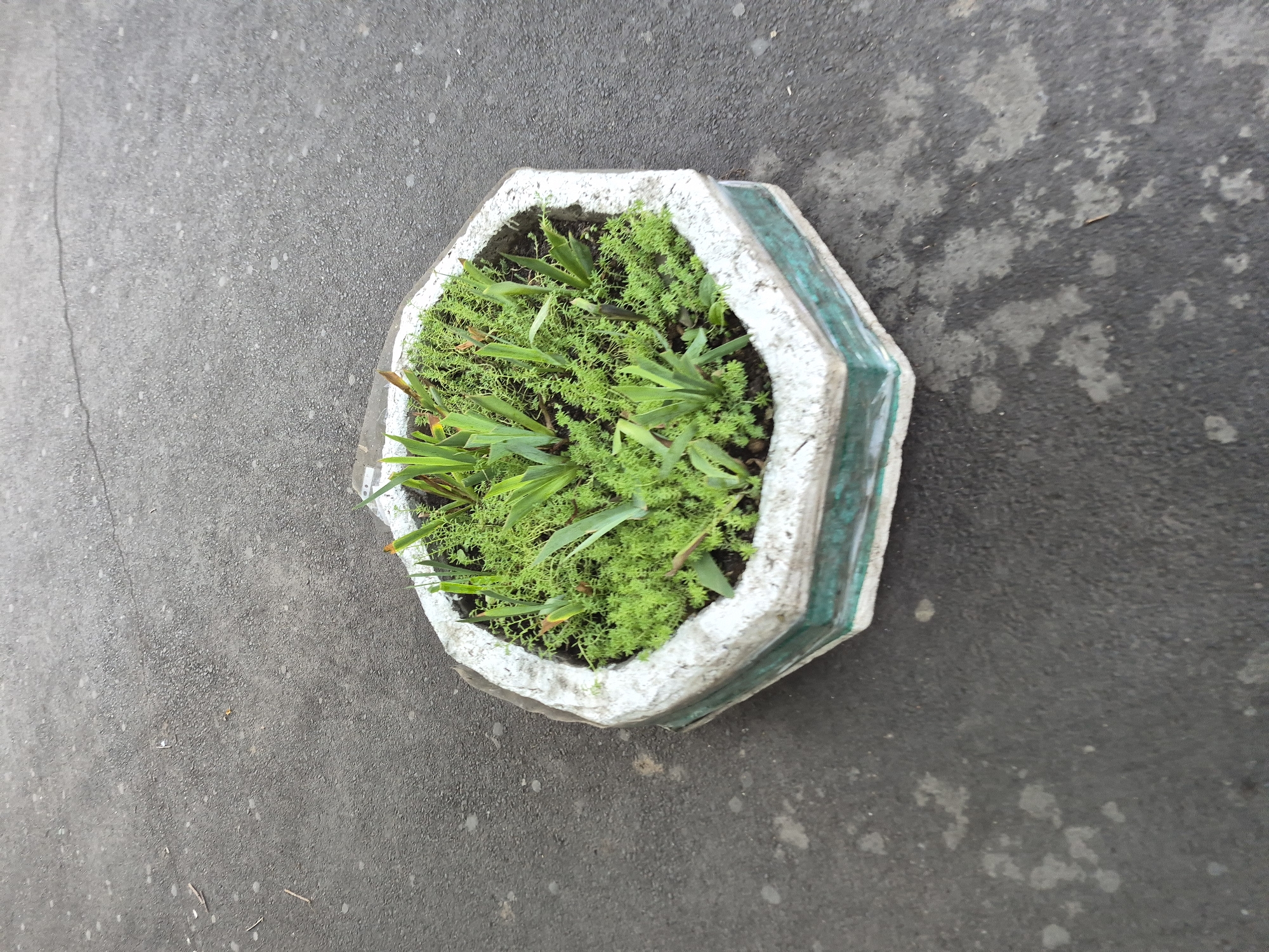 An octagonal concrete planter filled with low-lying green plants and some taller, sword-shaped green leaves is positioned on a dark gray asphalt surface. The planter has a white rim with a turquoise band along the bottom edge. The asphalt surface shows some lighter gray splotches and a fine crack running from the top left to the middle of the image. The scene is outdoors, with the lighting suggesting it could be daytime. No people or animals are visible. The planter appears to be decorative and part of an urban outdoor space, possibly a street, sidewalk, or public square in Yerevan, Armenia.