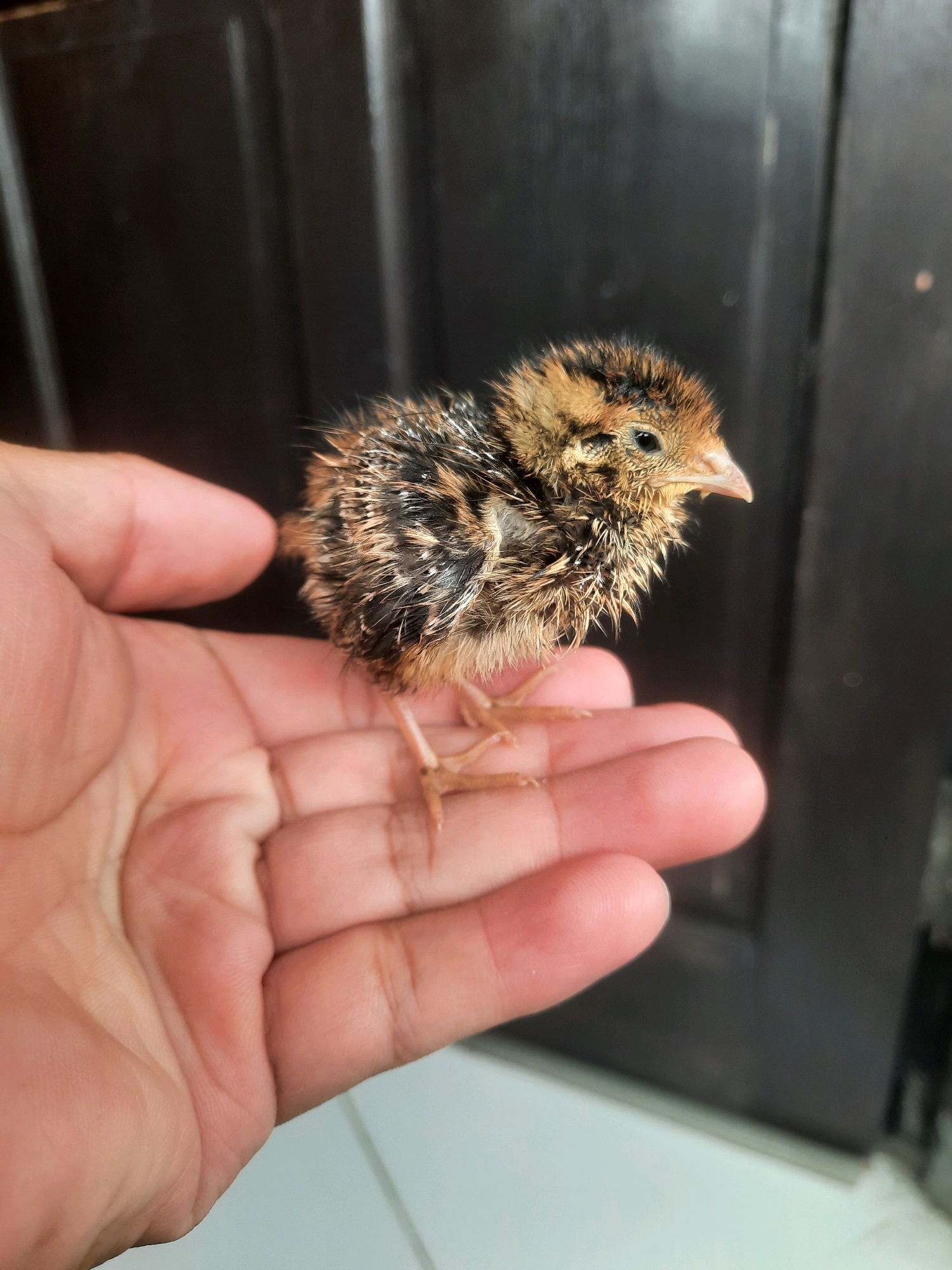 A fluffy, brown and black speckled quail chick is held in the palm of a person's hand. The chick is positioned on the fingers of the left hand, facing right. Its tiny pink legs and feet are visible, gripping the skin. The background is dark, appearing to be a wooden door. The scene is indoors, possibly in a residential setting in North Jakarta, Indonesia.