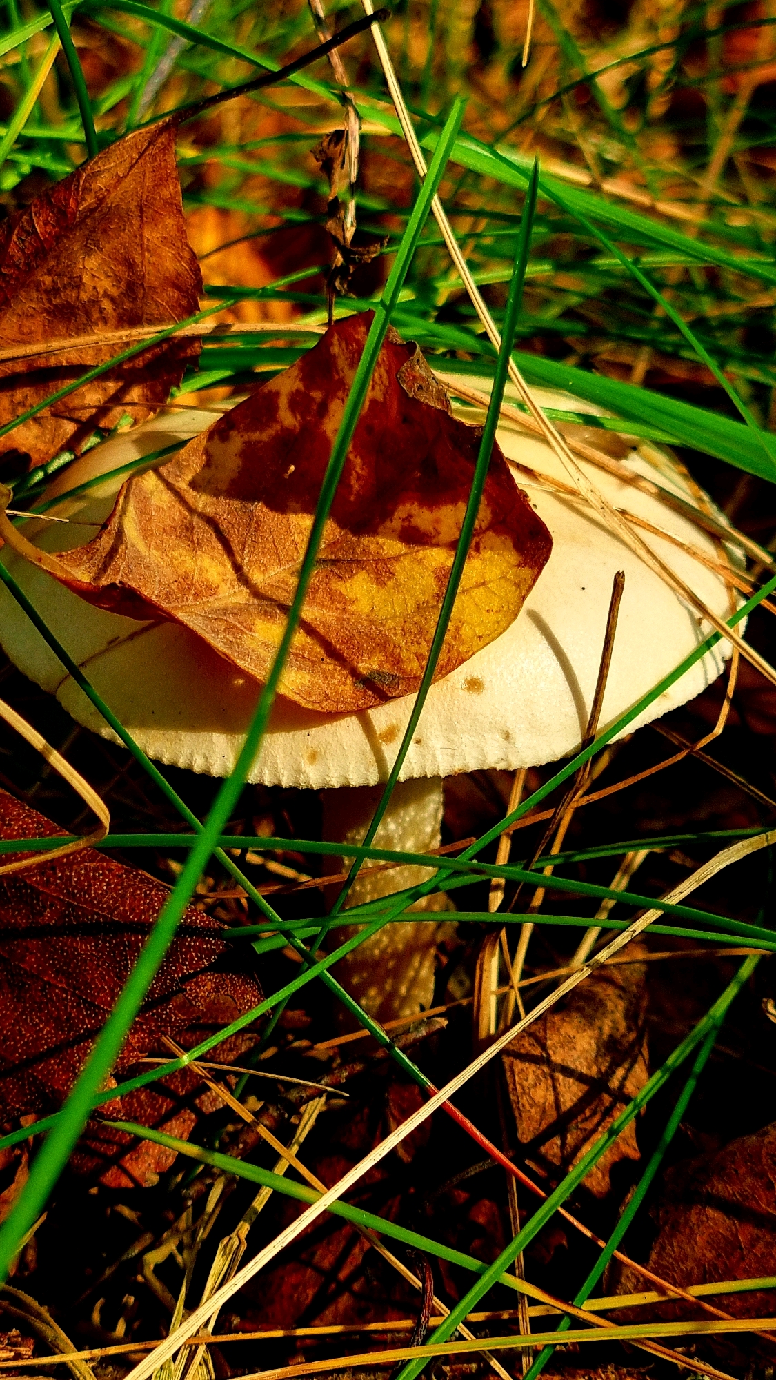 The image is a close-up shot of a mushroom emerging from grass and fallen leaves. The mushroom has a white cap with a beige underside and a textured stem. A dry, brown leaf with yellow and orange markings rests on top of the mushroom's cap, partially obscuring it. The surrounding environment is characterized by blades of green grass, dry brown leaves, and other organic debris on the ground. The lighting suggests it is daytime, with shadows cast by the grass and leaves. The overall scene depicts a natural, outdoor setting. There are no people or animals visible in the image. The location of Vysokoe, Russia, is not depicted or suggested by any elements within the photograph.